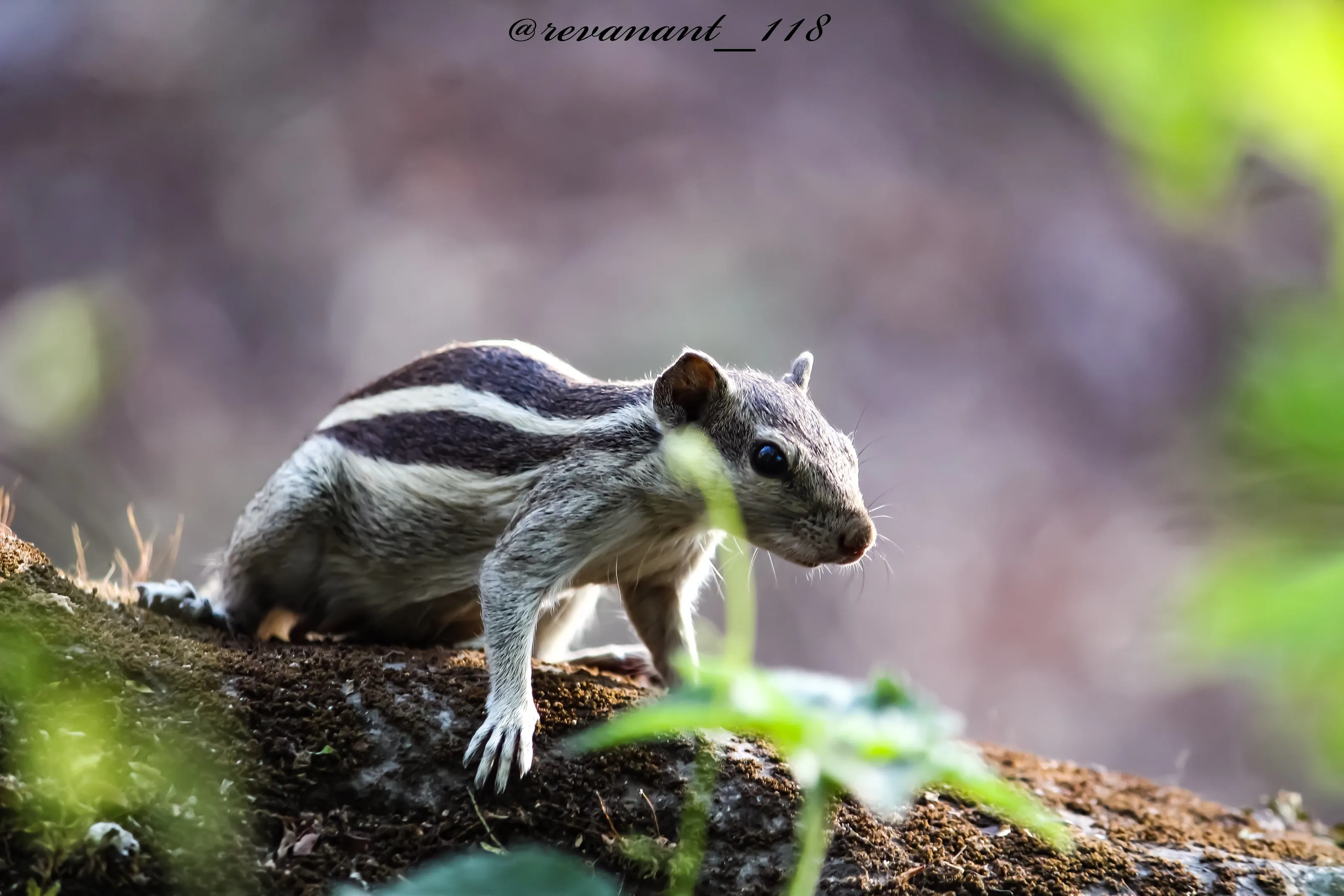 Squirrel
