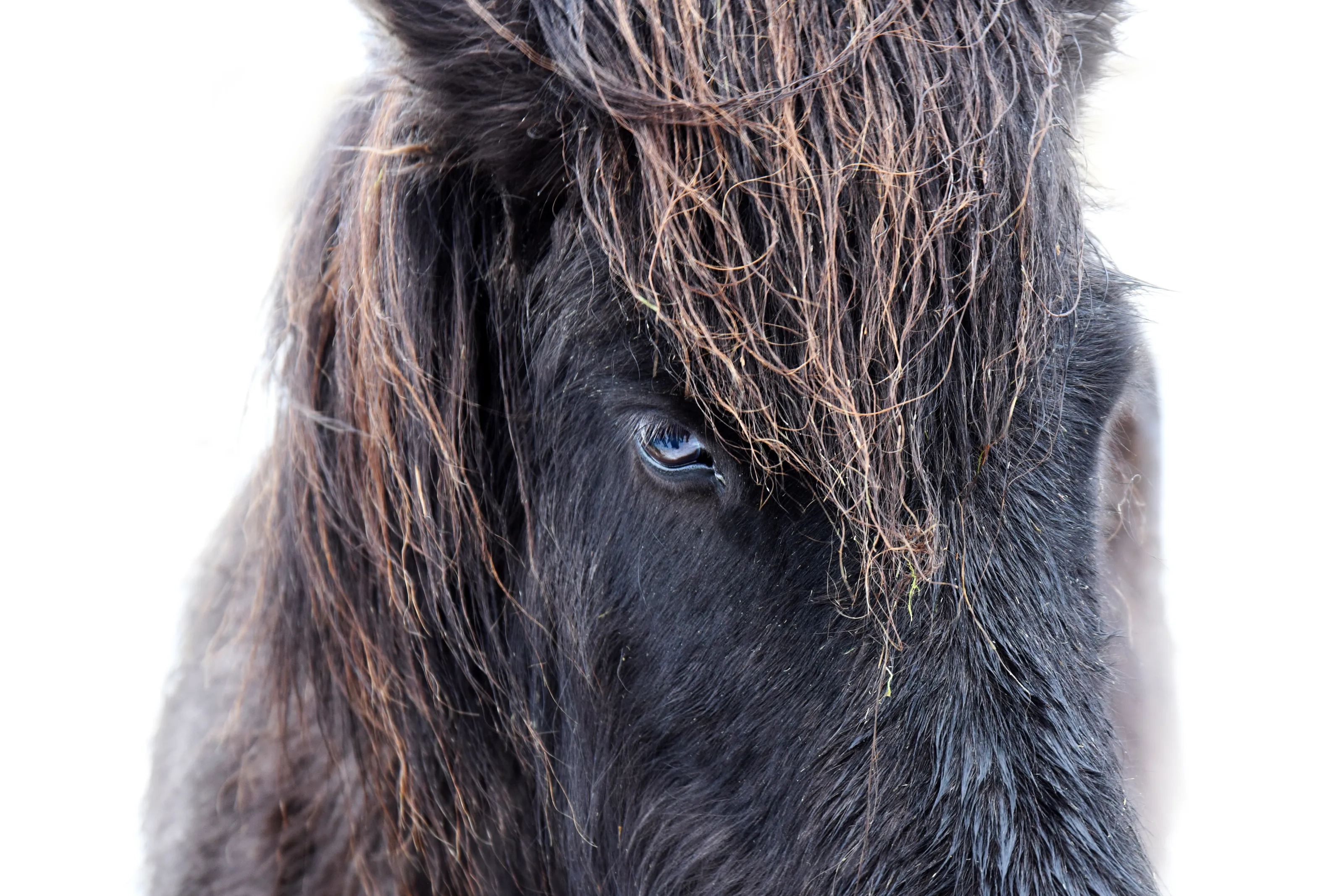Icelandic horse.