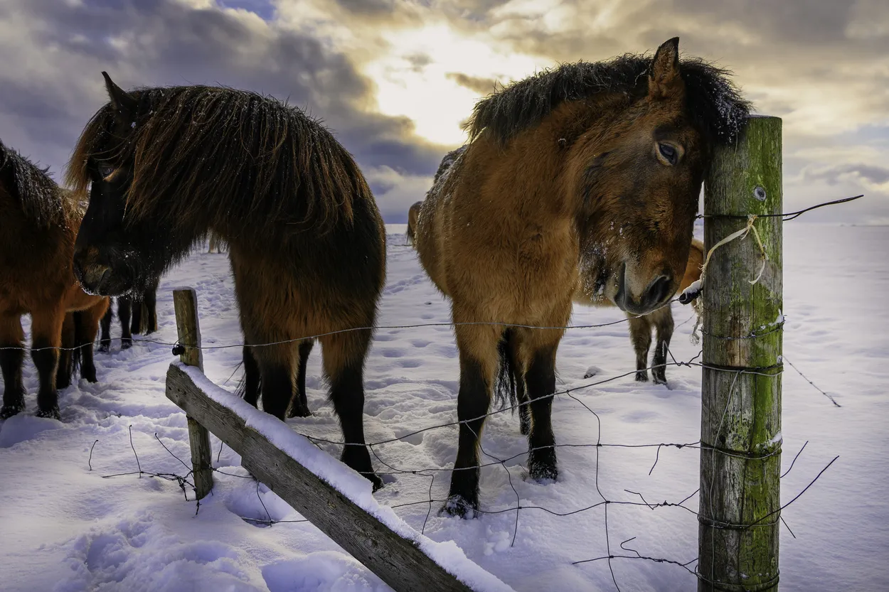 Entry 10117368