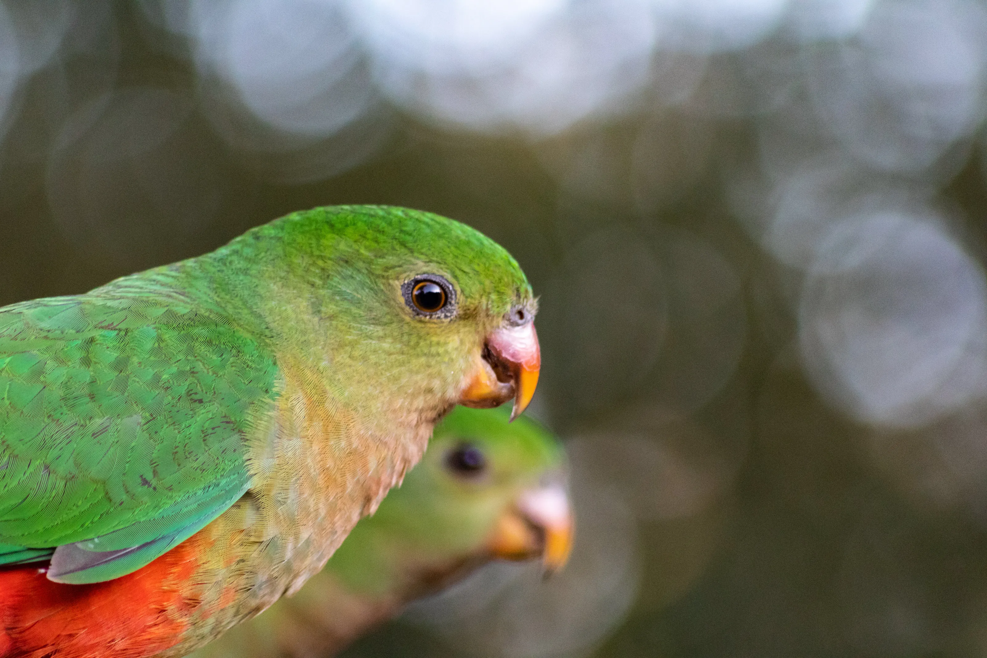 King Parrot