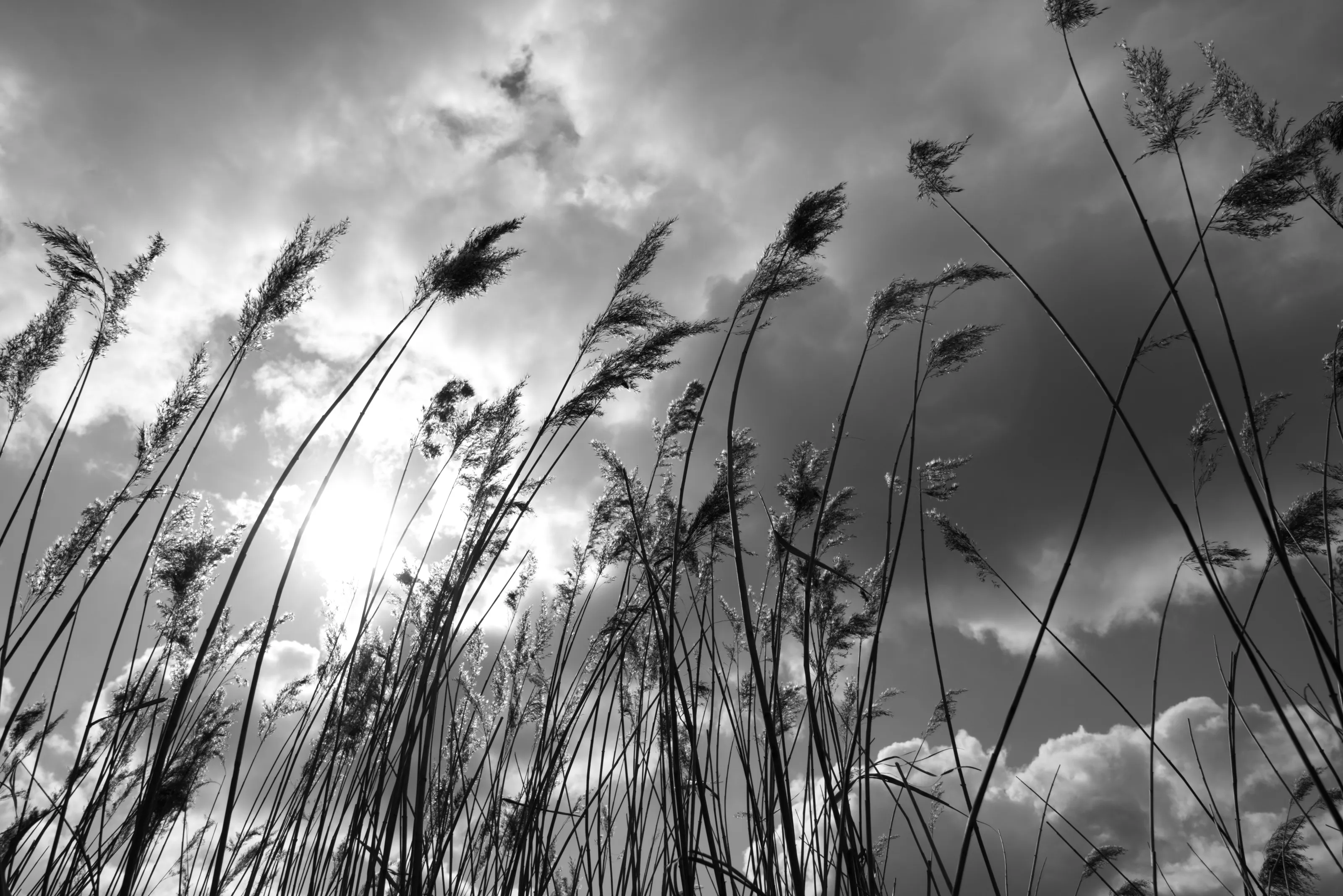 Reeds in Sunshine