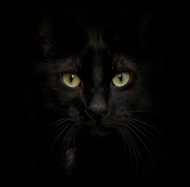 the eyes
