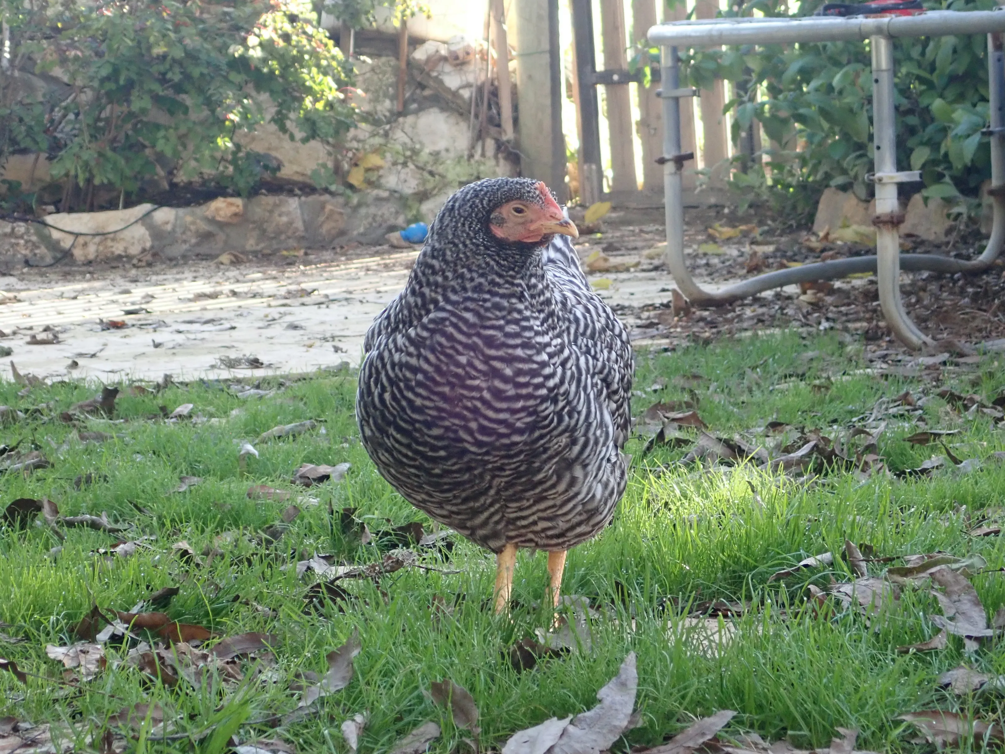 A hen walks