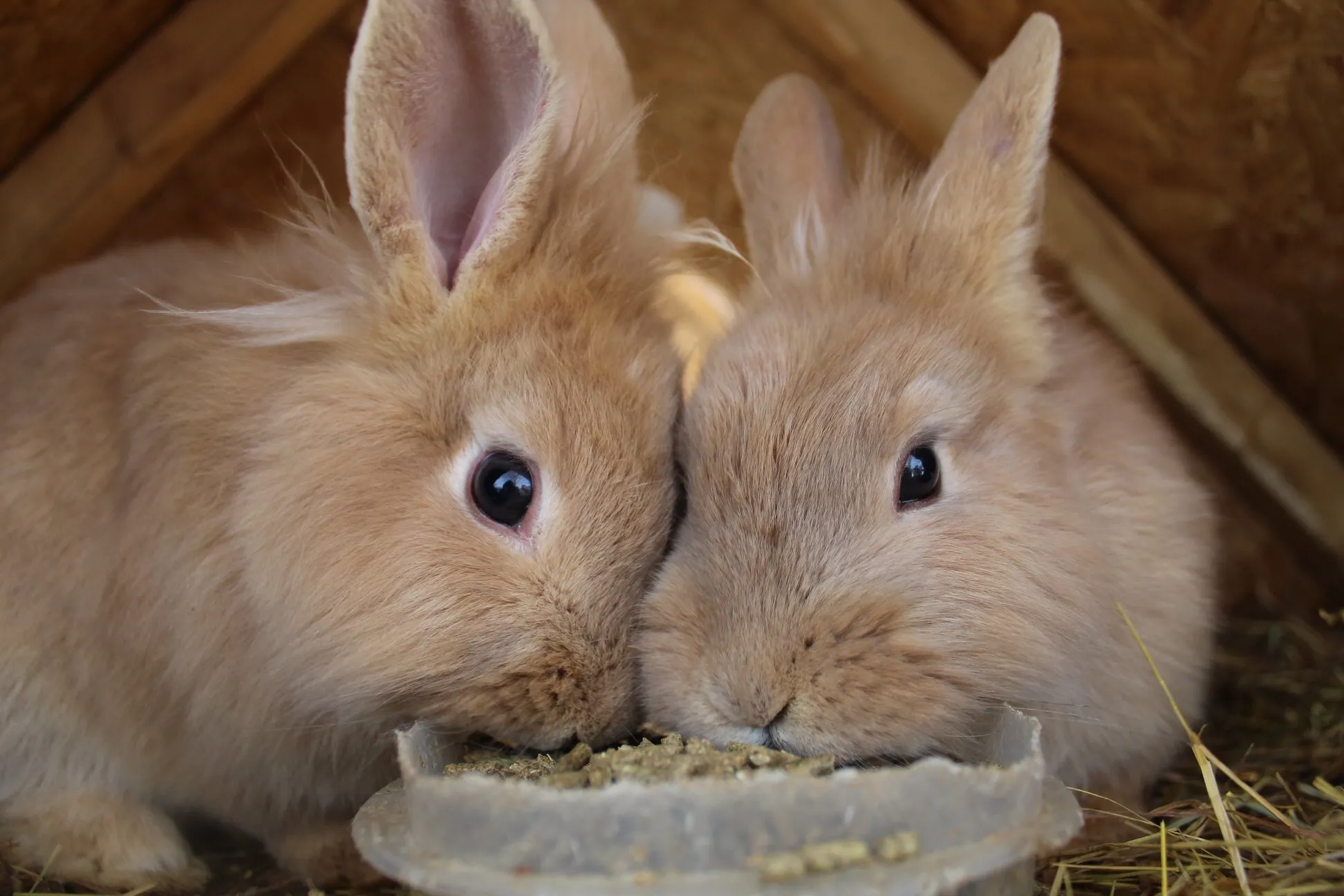 Bunny Brothers