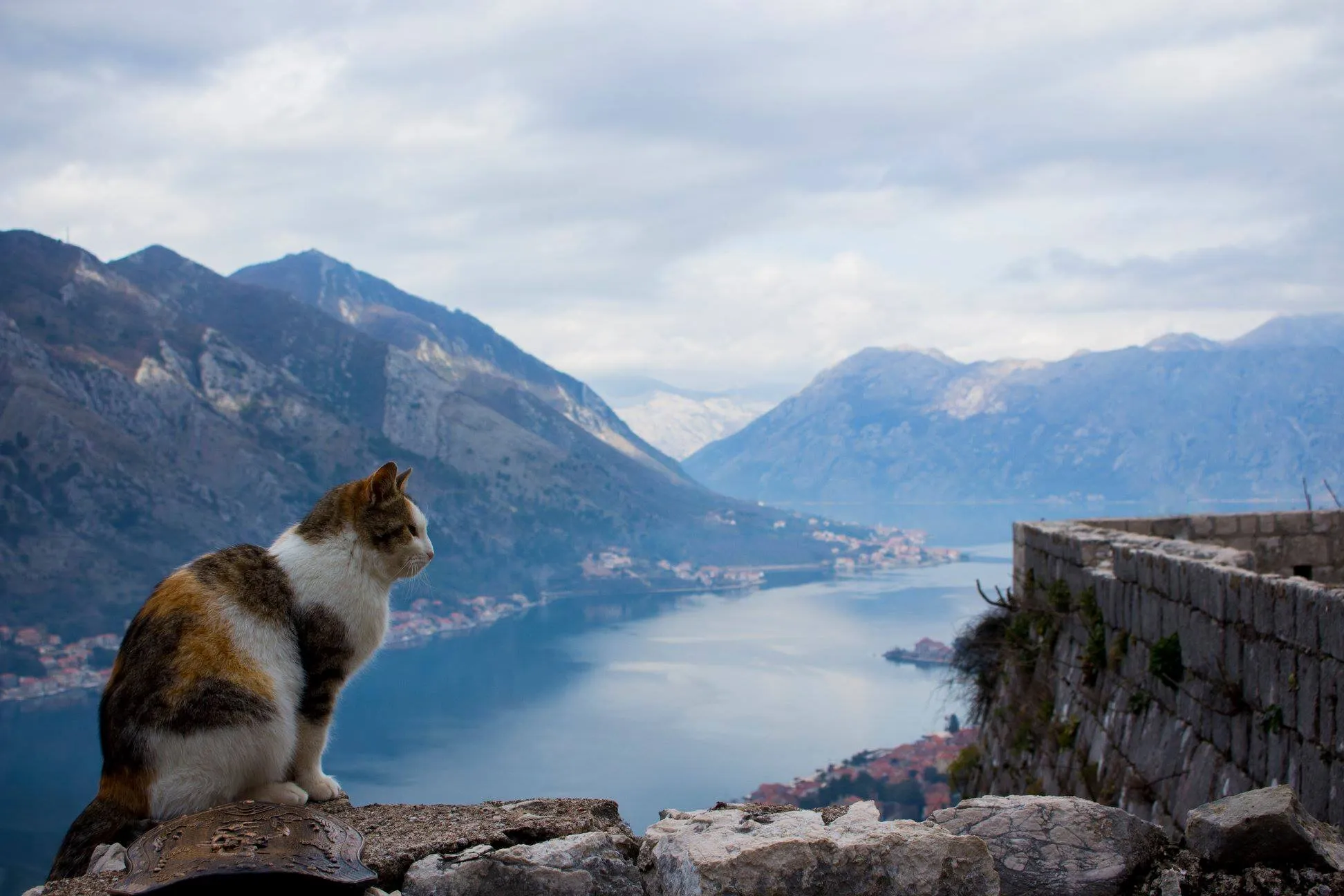 Stray Kitty in Kotor, Montenegro