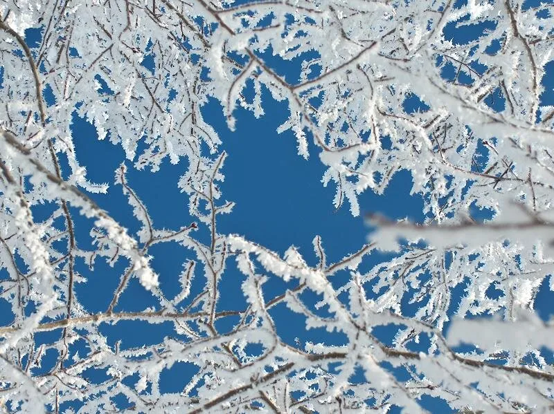 Entry 3998647