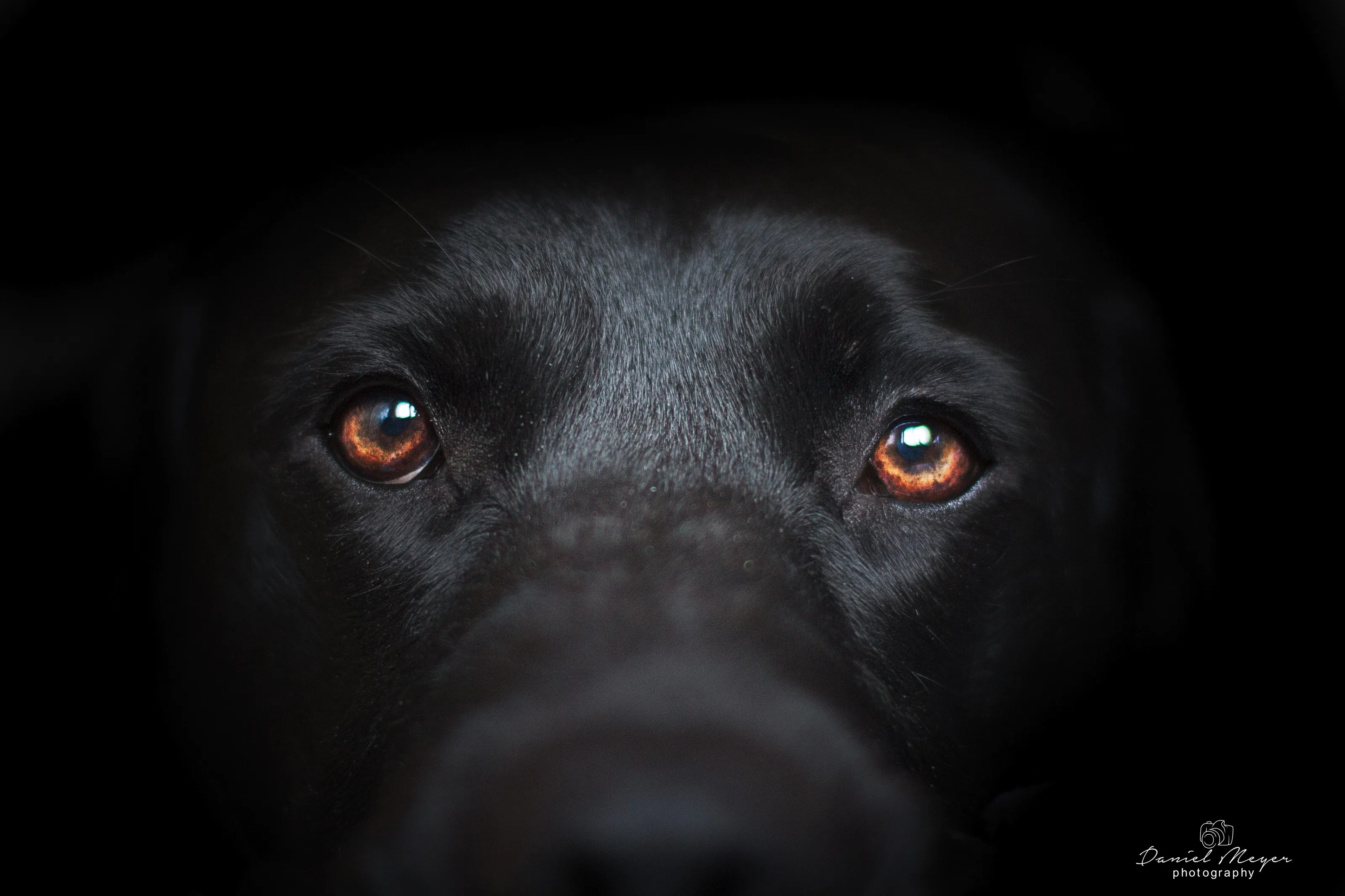 Eyes