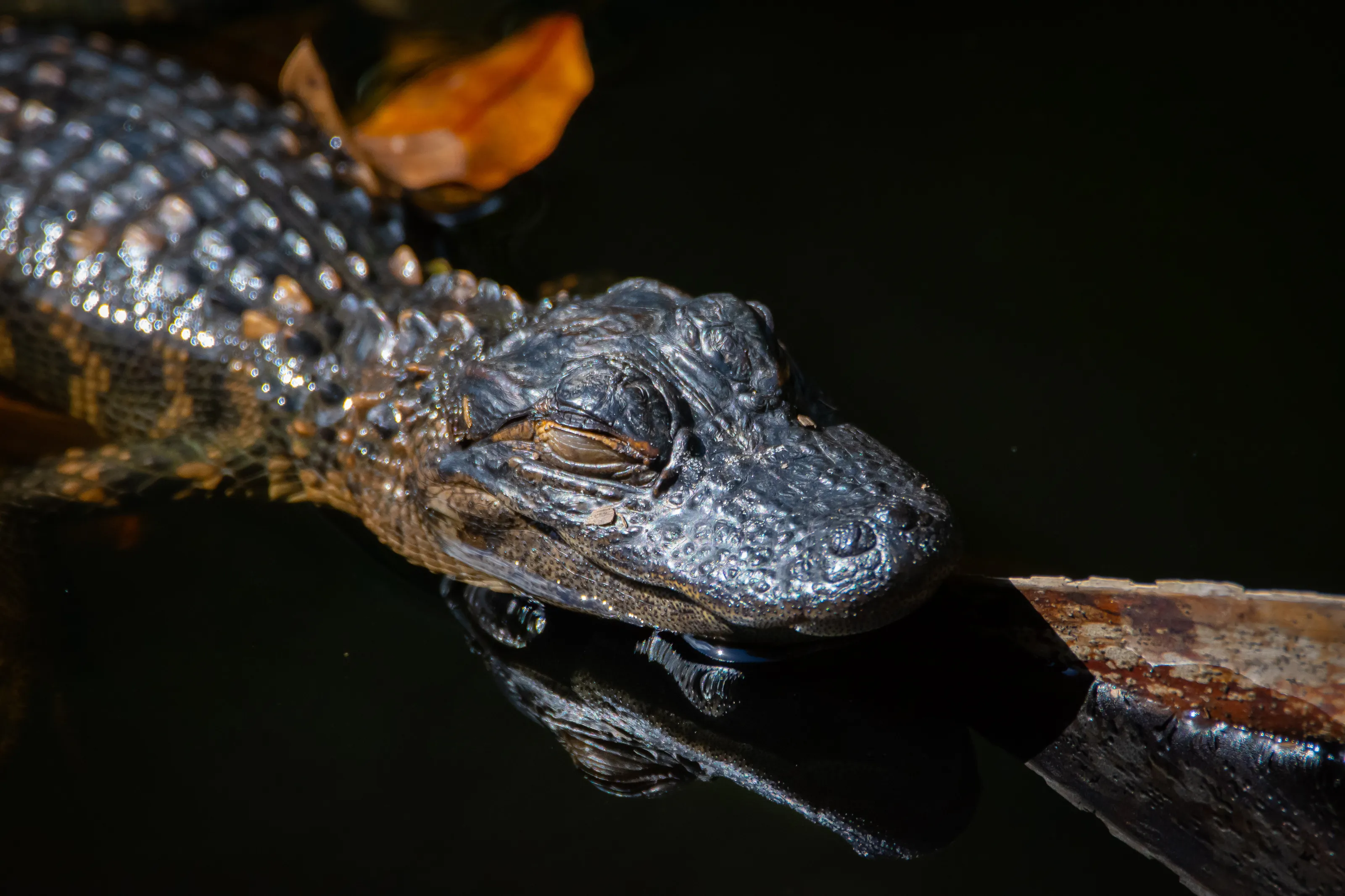 Sleepy baby gator