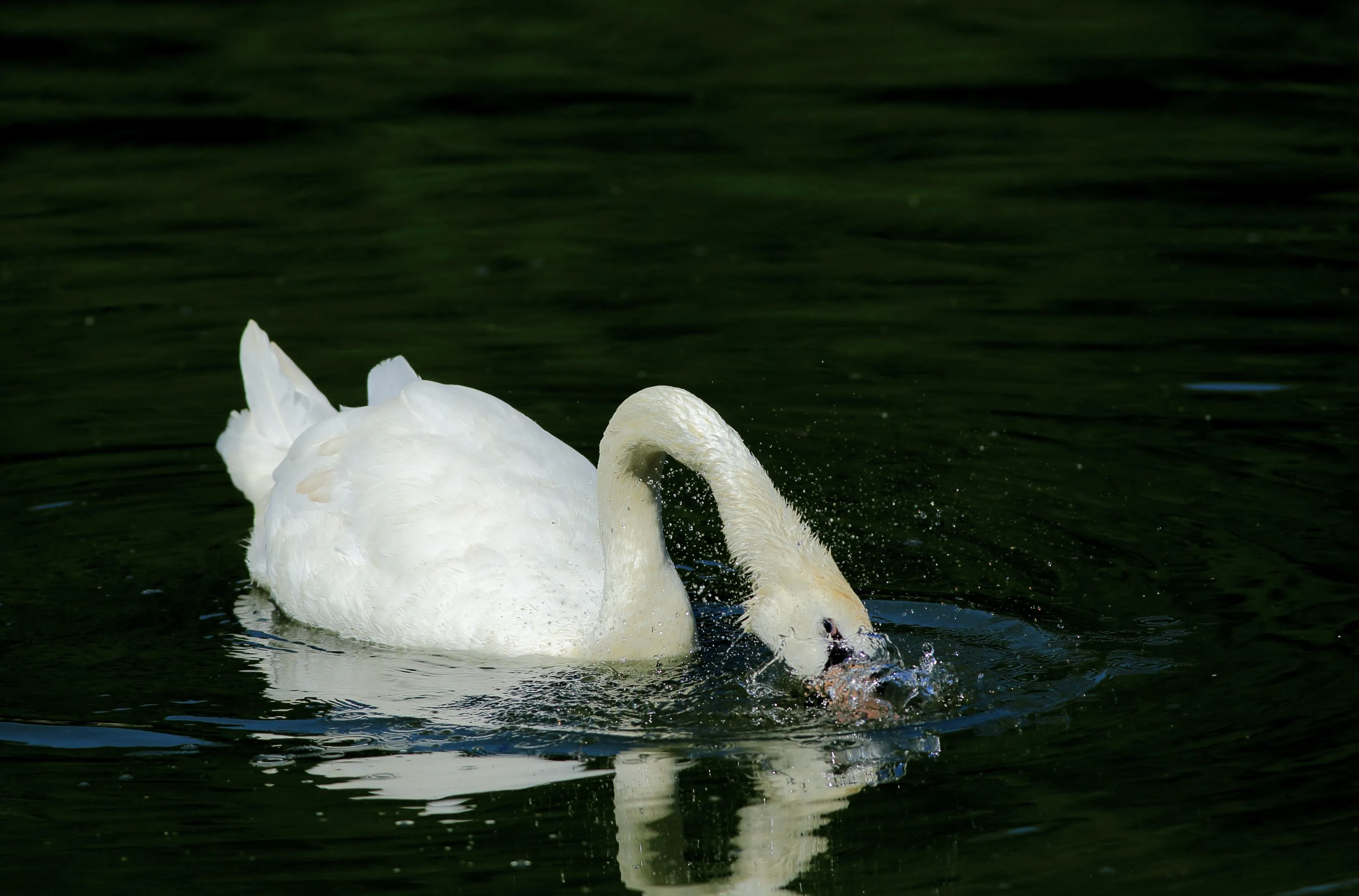 Bath Time