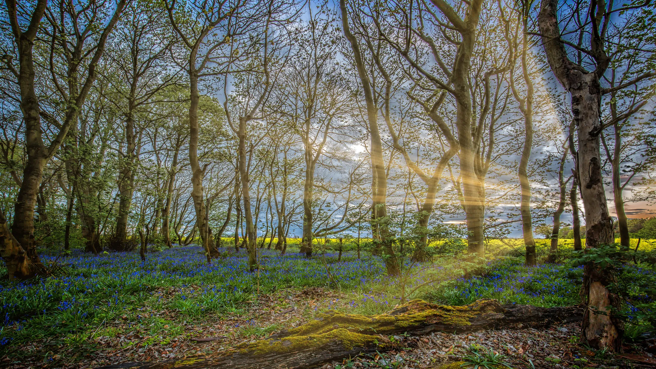 Entry 17010617