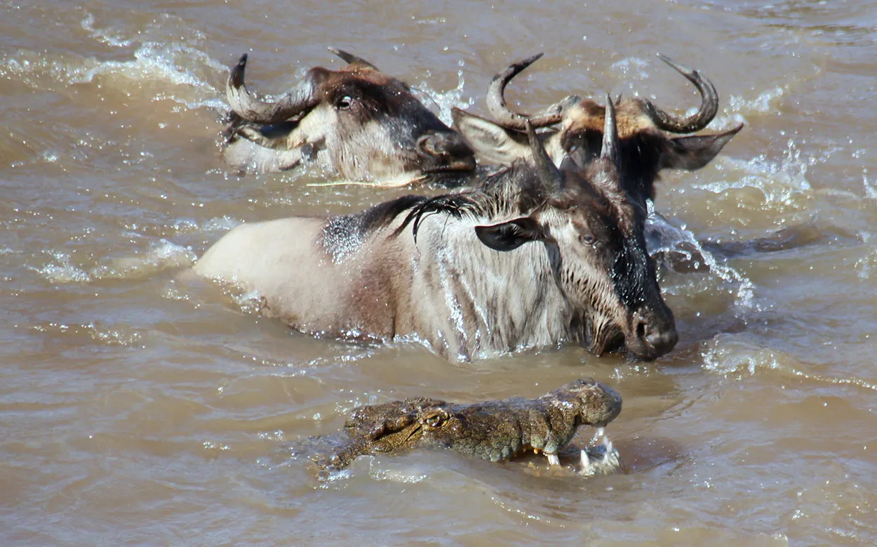 Entry 7553417