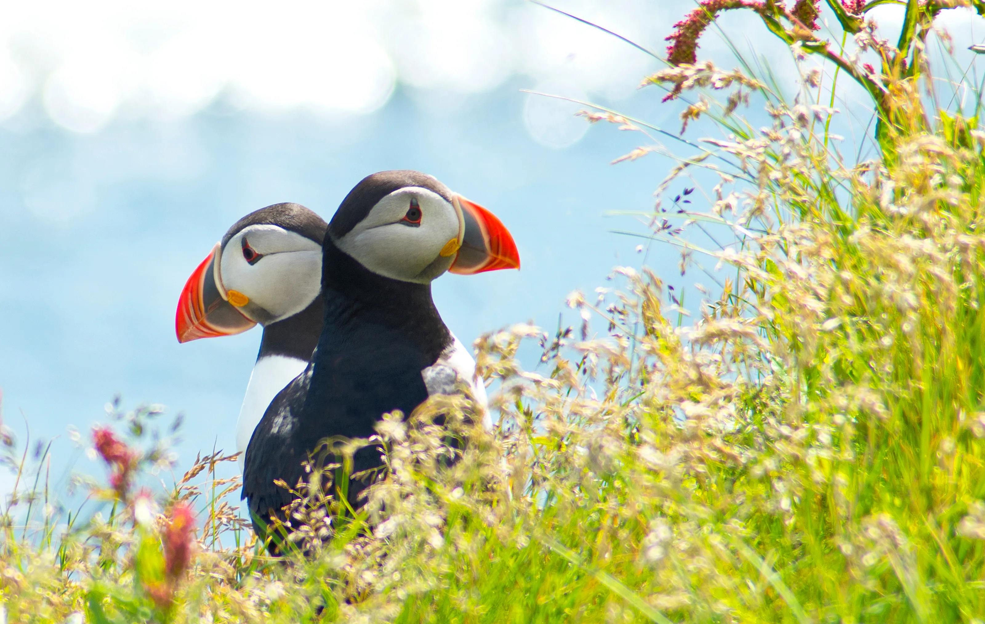 Puffin