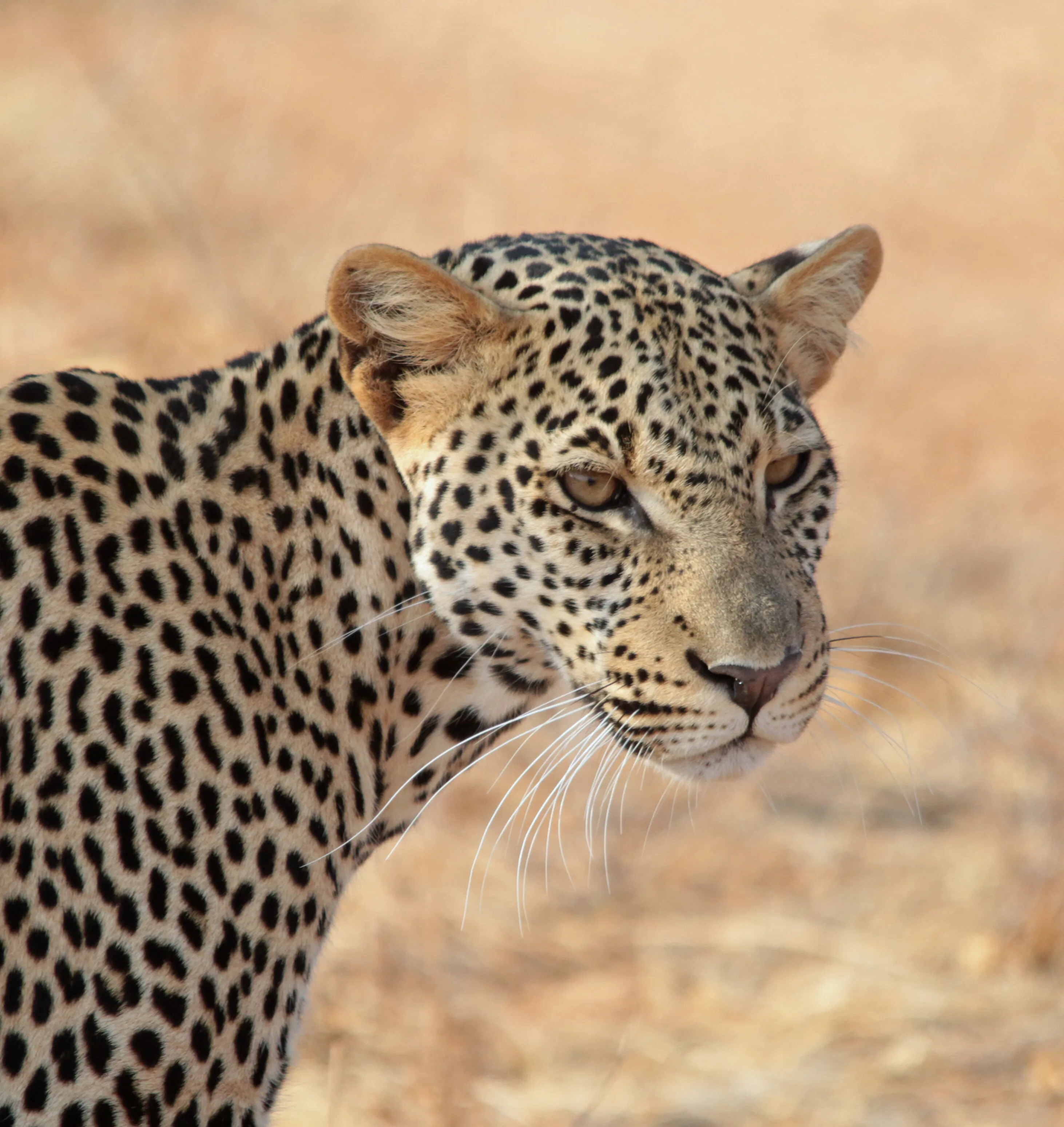 Samburu Leopard