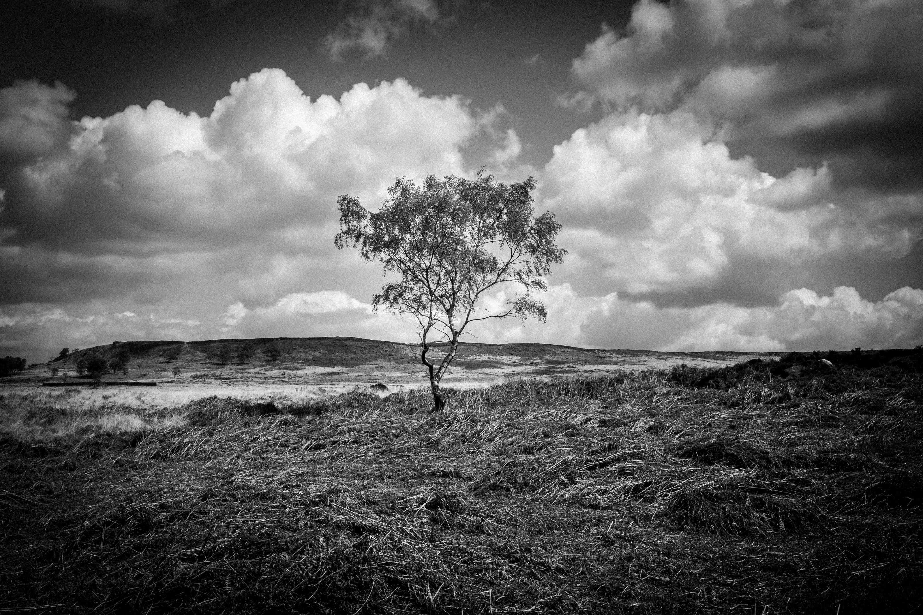 Loneliness