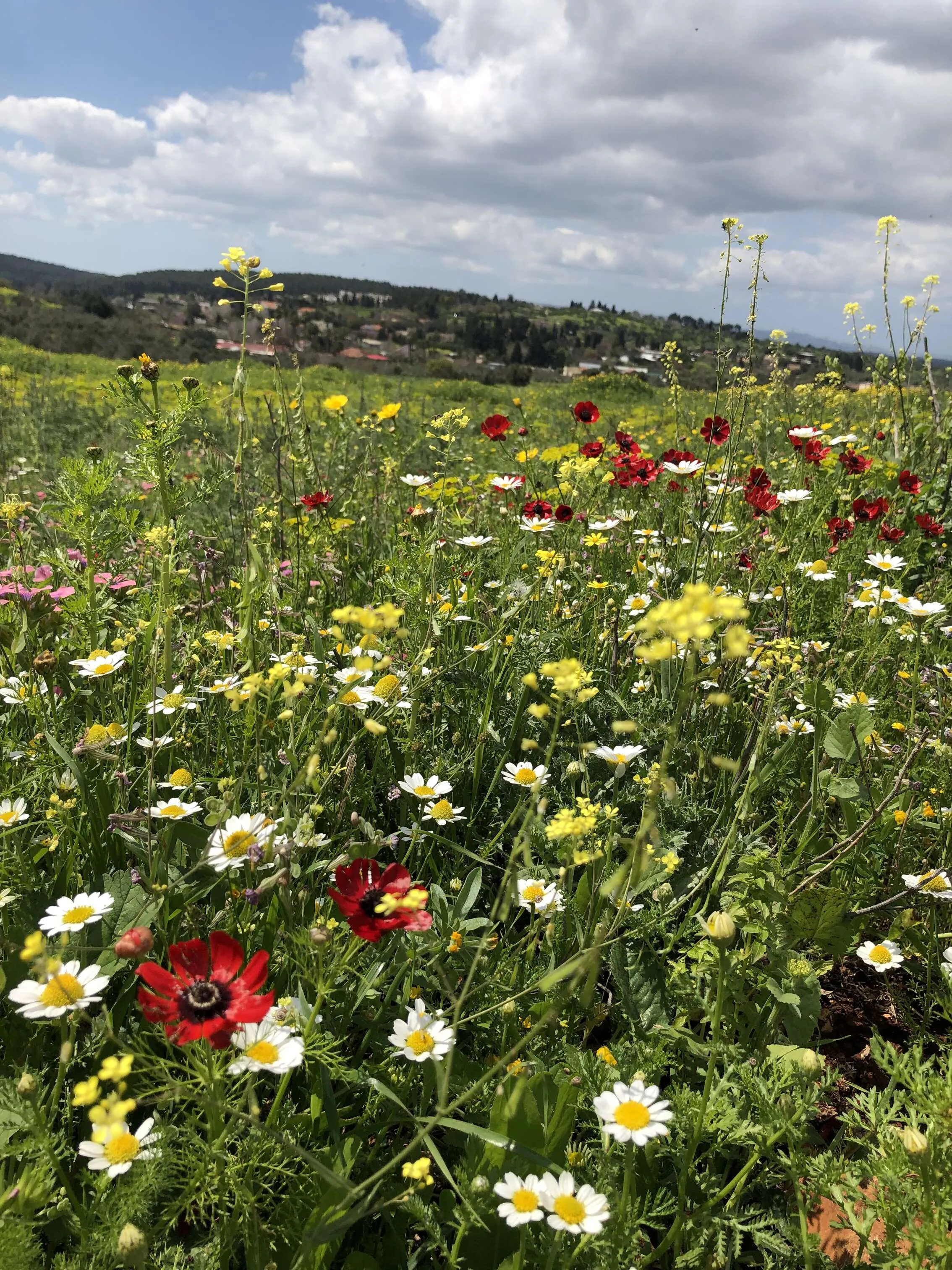 field of flowers