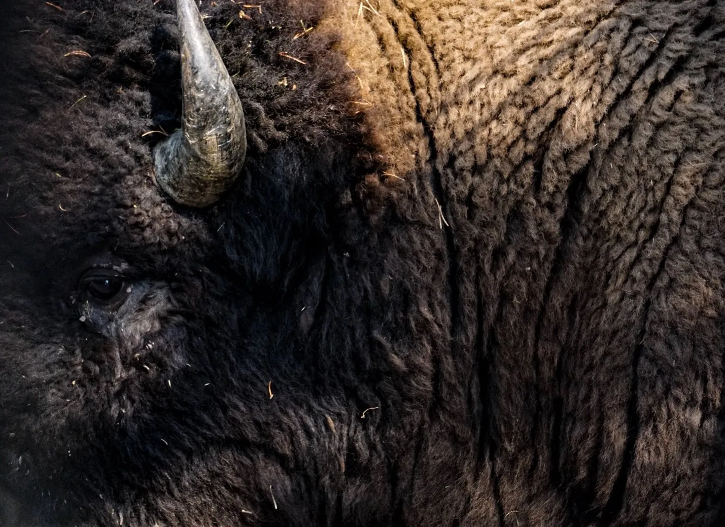 In the eye of the bison
