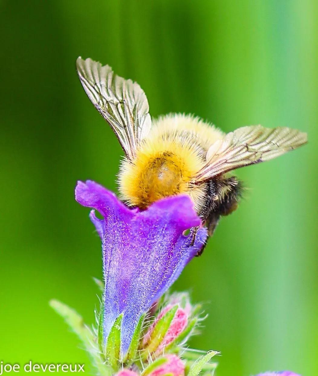 Busybee