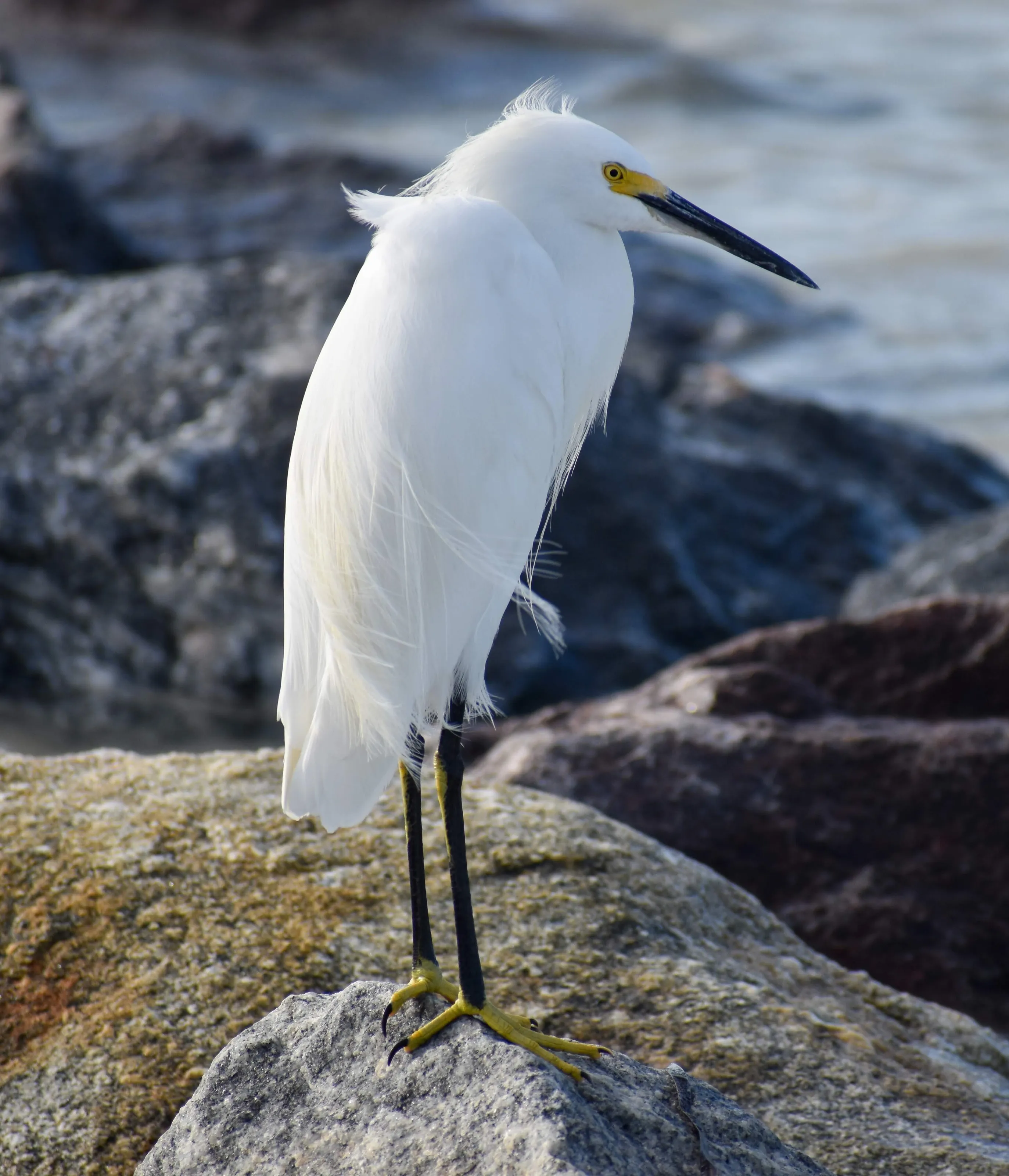 Snowy Egret Florida Beach Bird