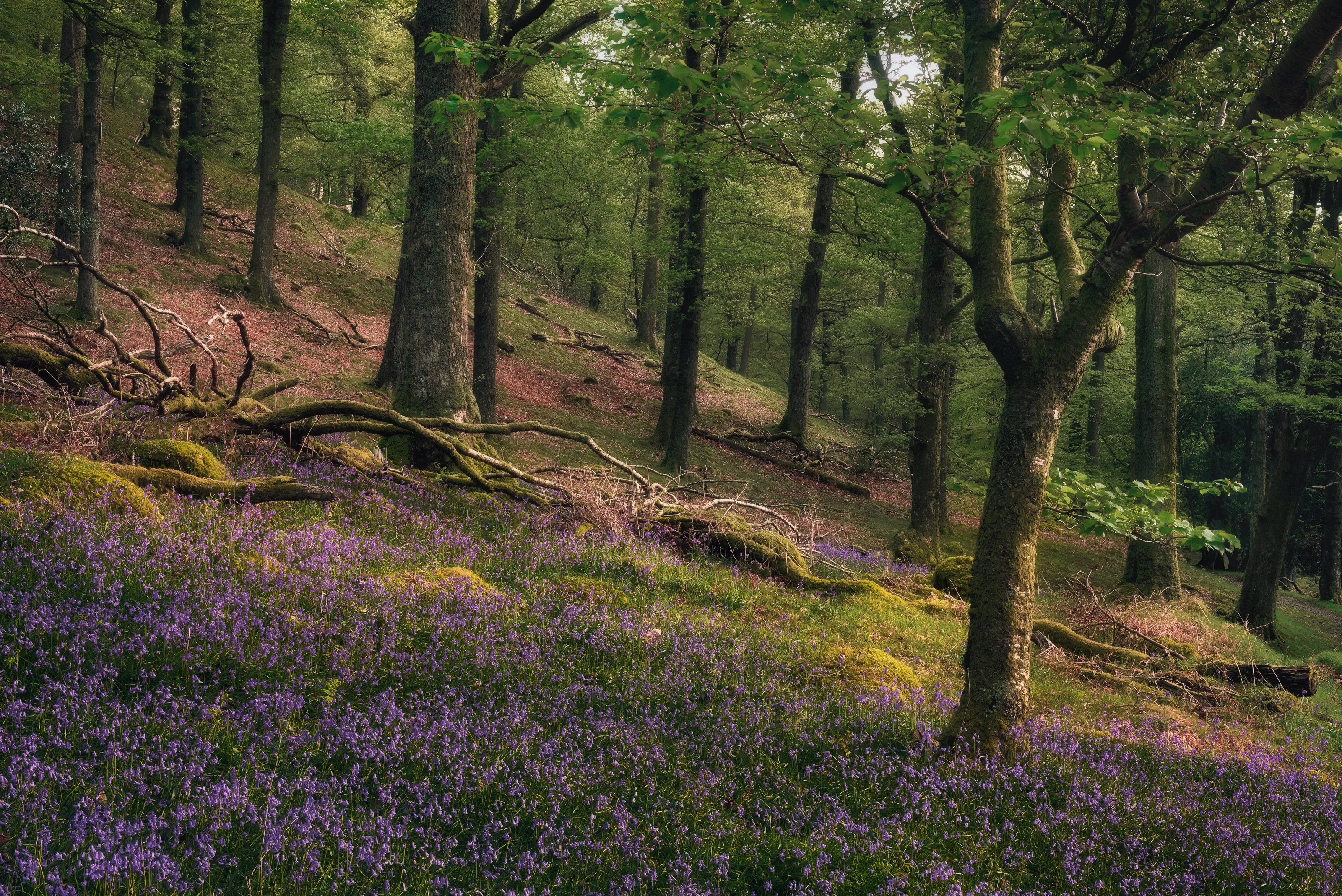 Mystic Forest