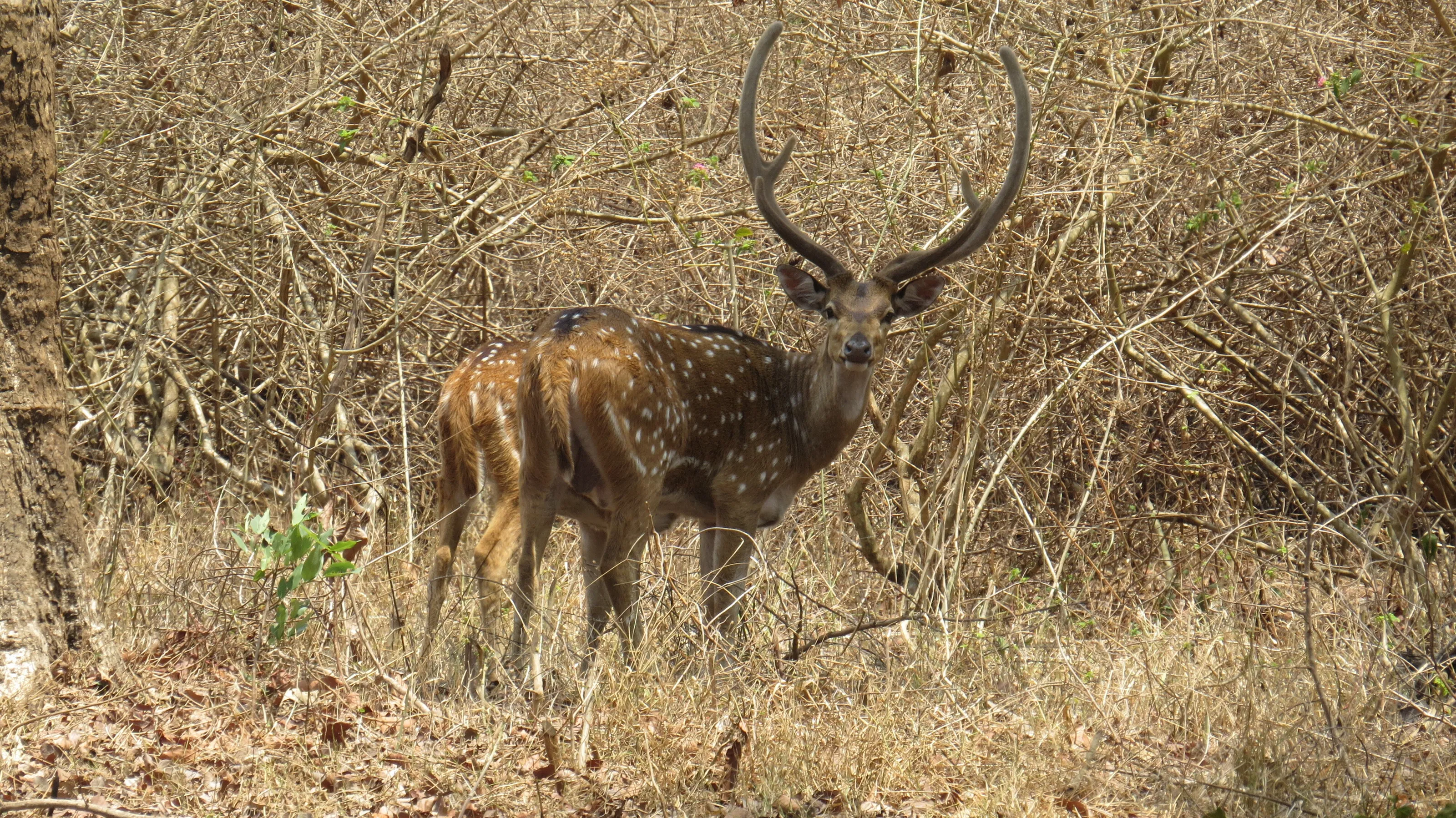 In forest