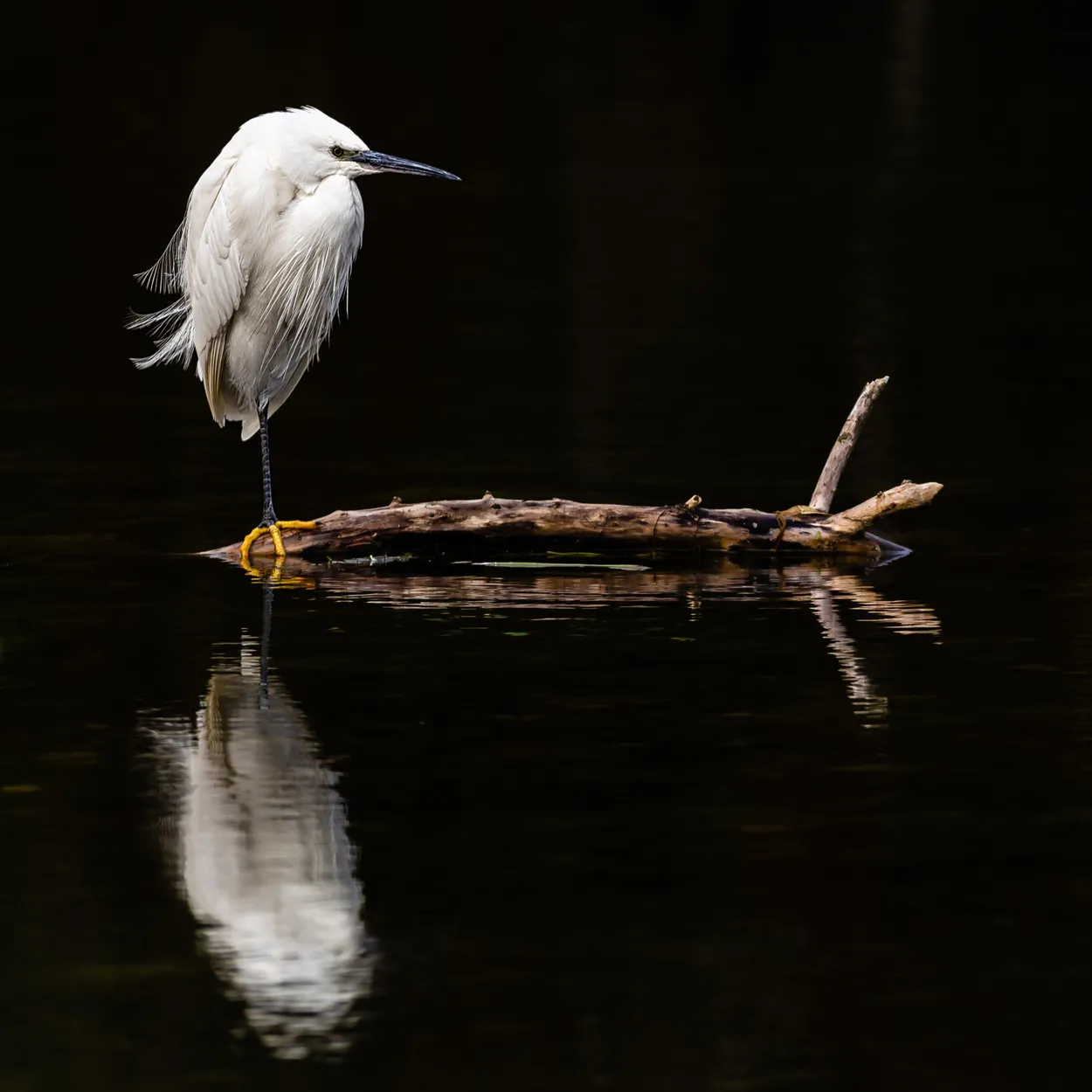 Little Egret