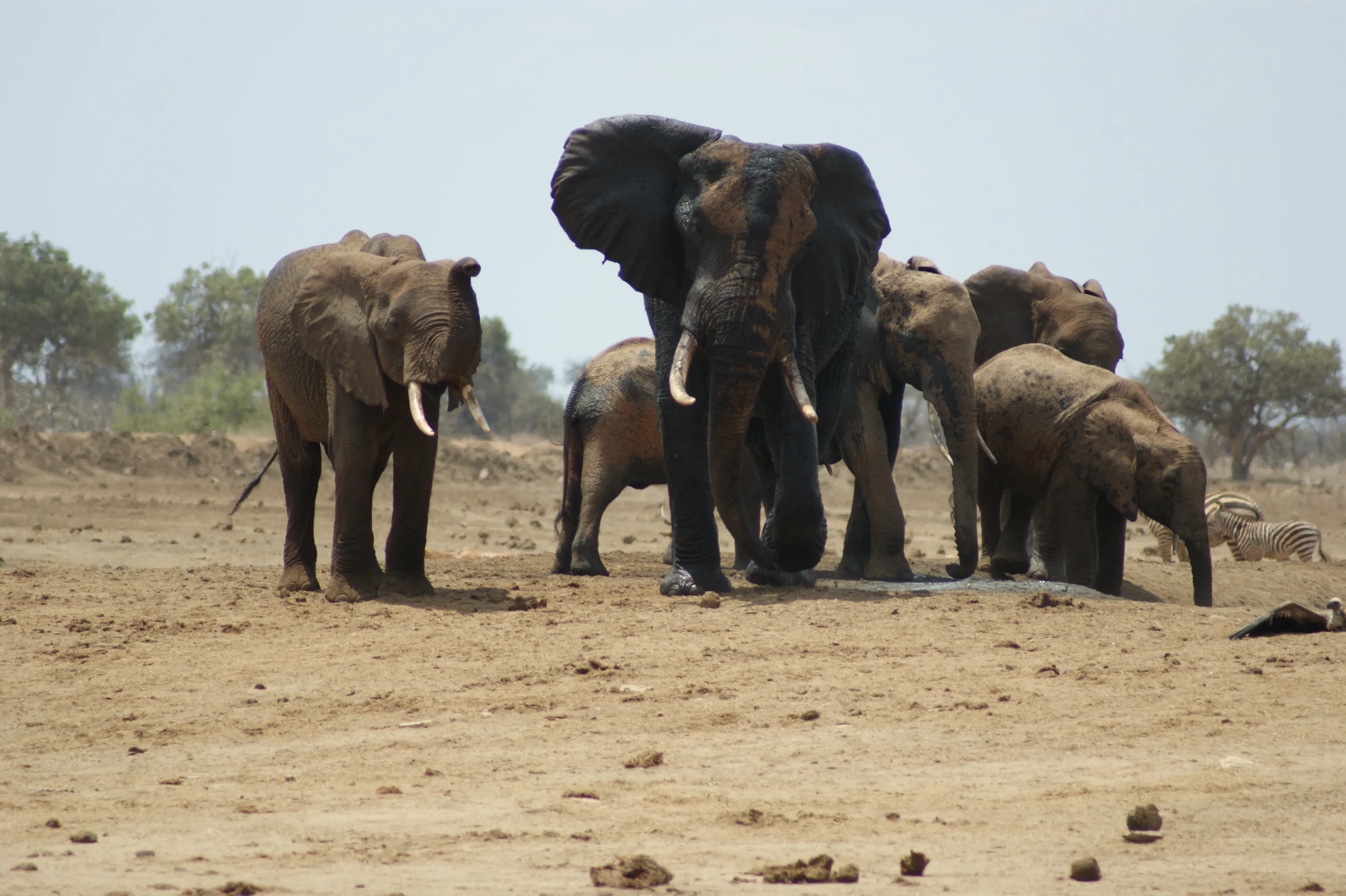 Elephants in Tsavo East
