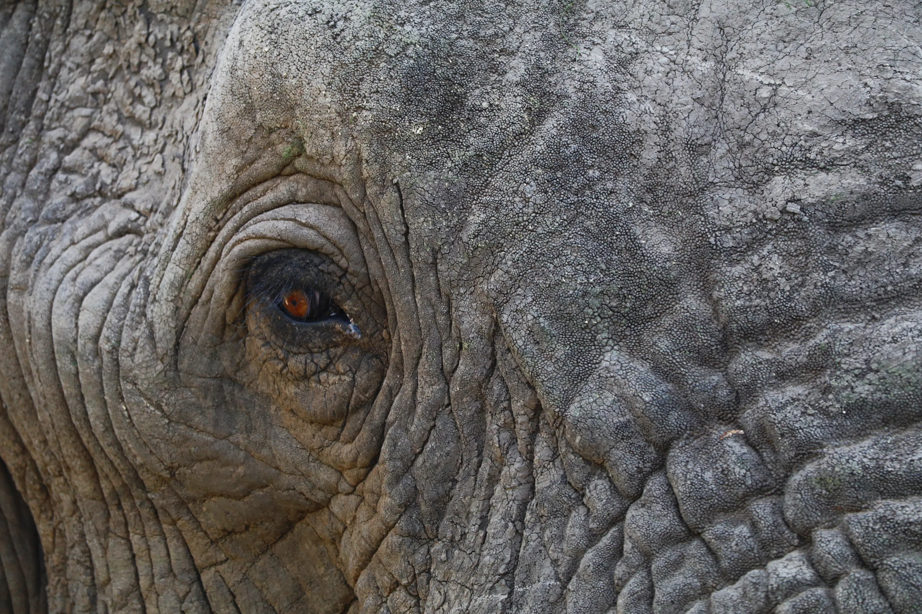 Elephant face.