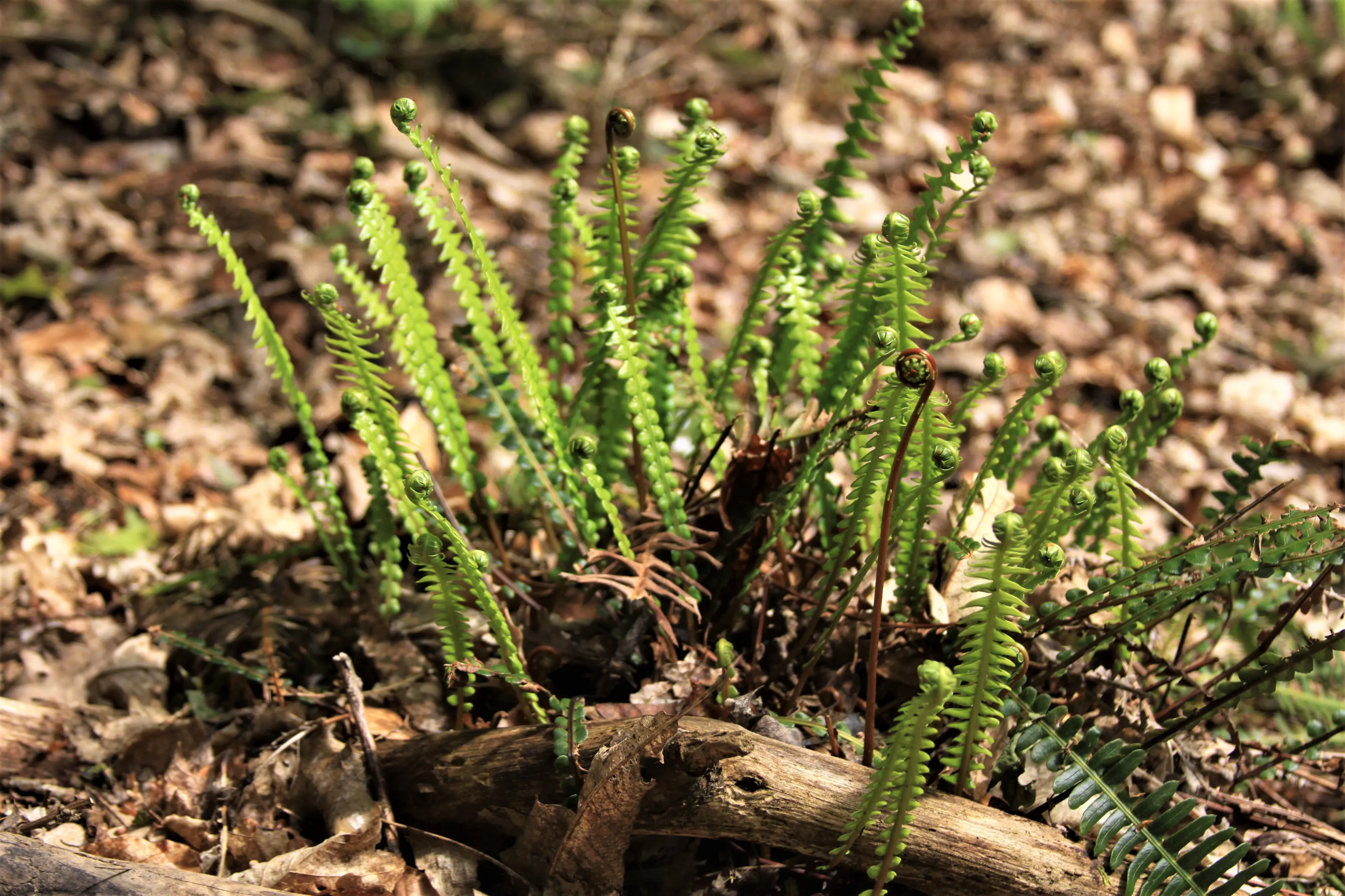 Woodland fern