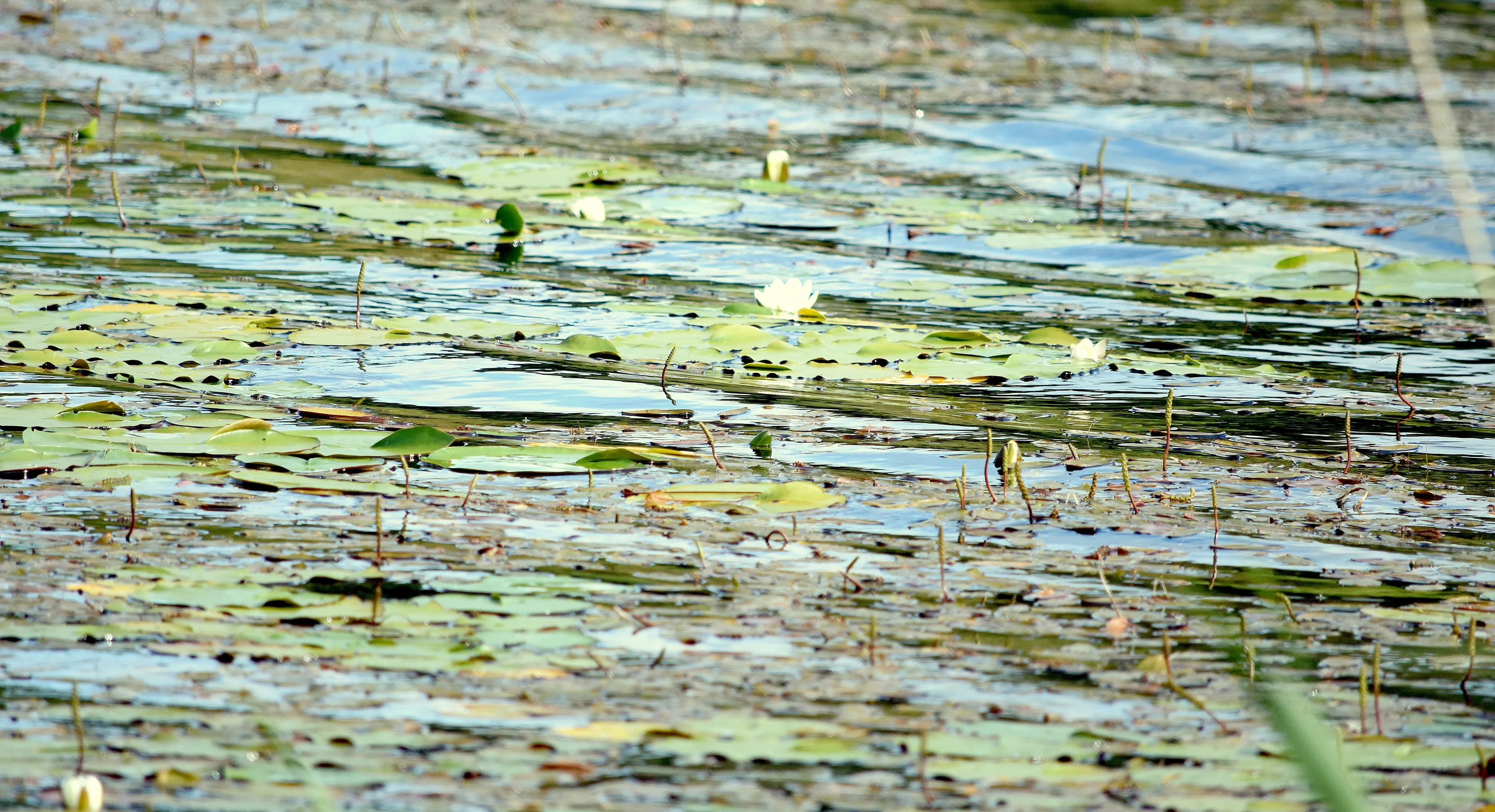 summer at a still pool on the stream