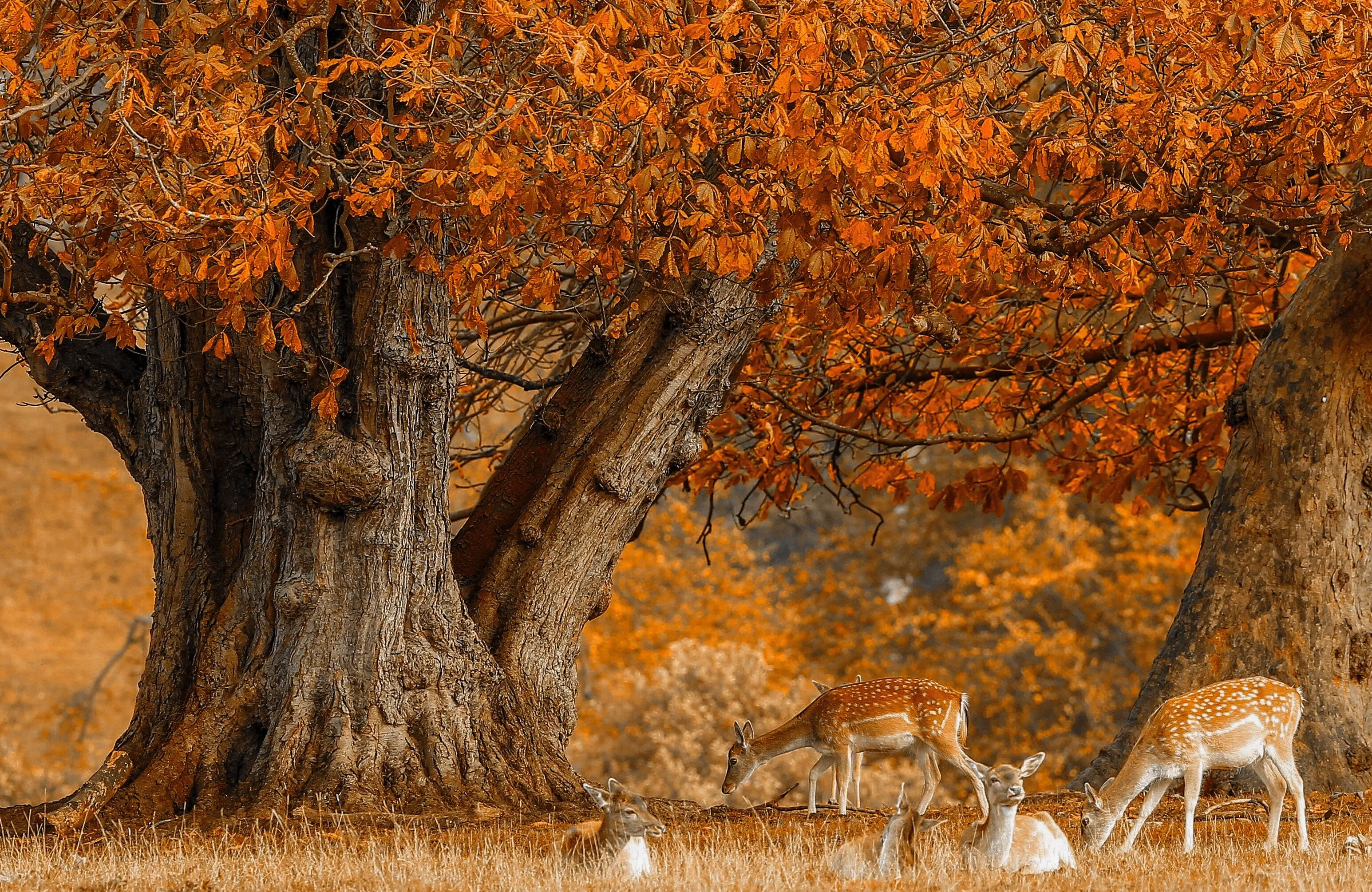 autumn deer