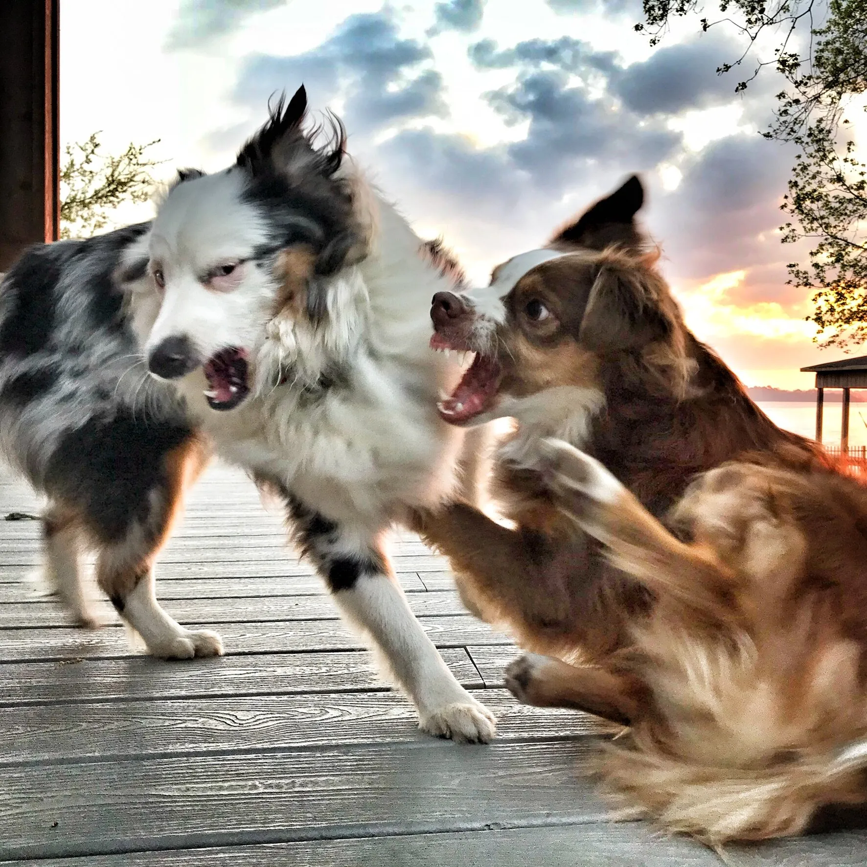 Banner image