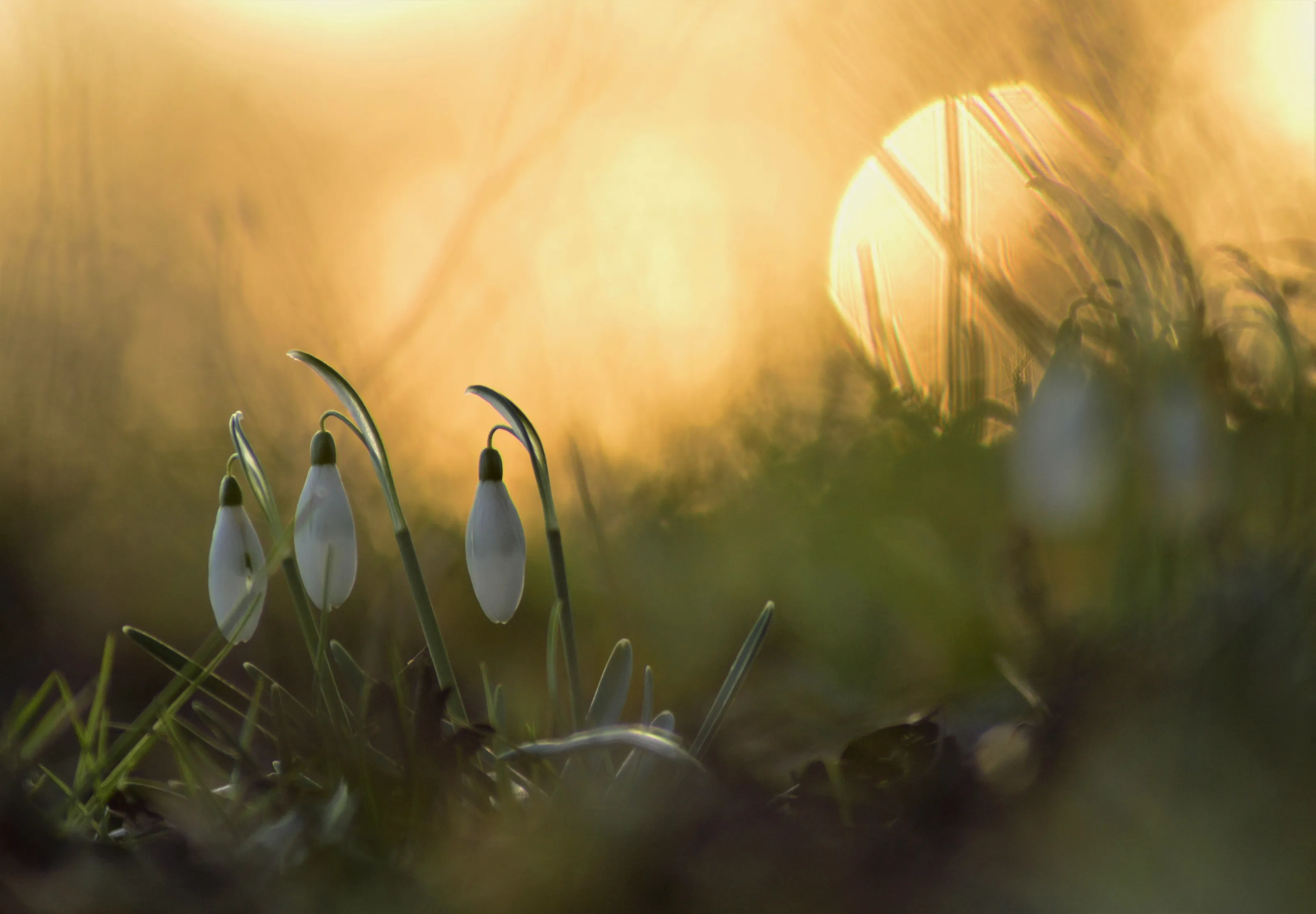 Sleepy Snowdrops.
