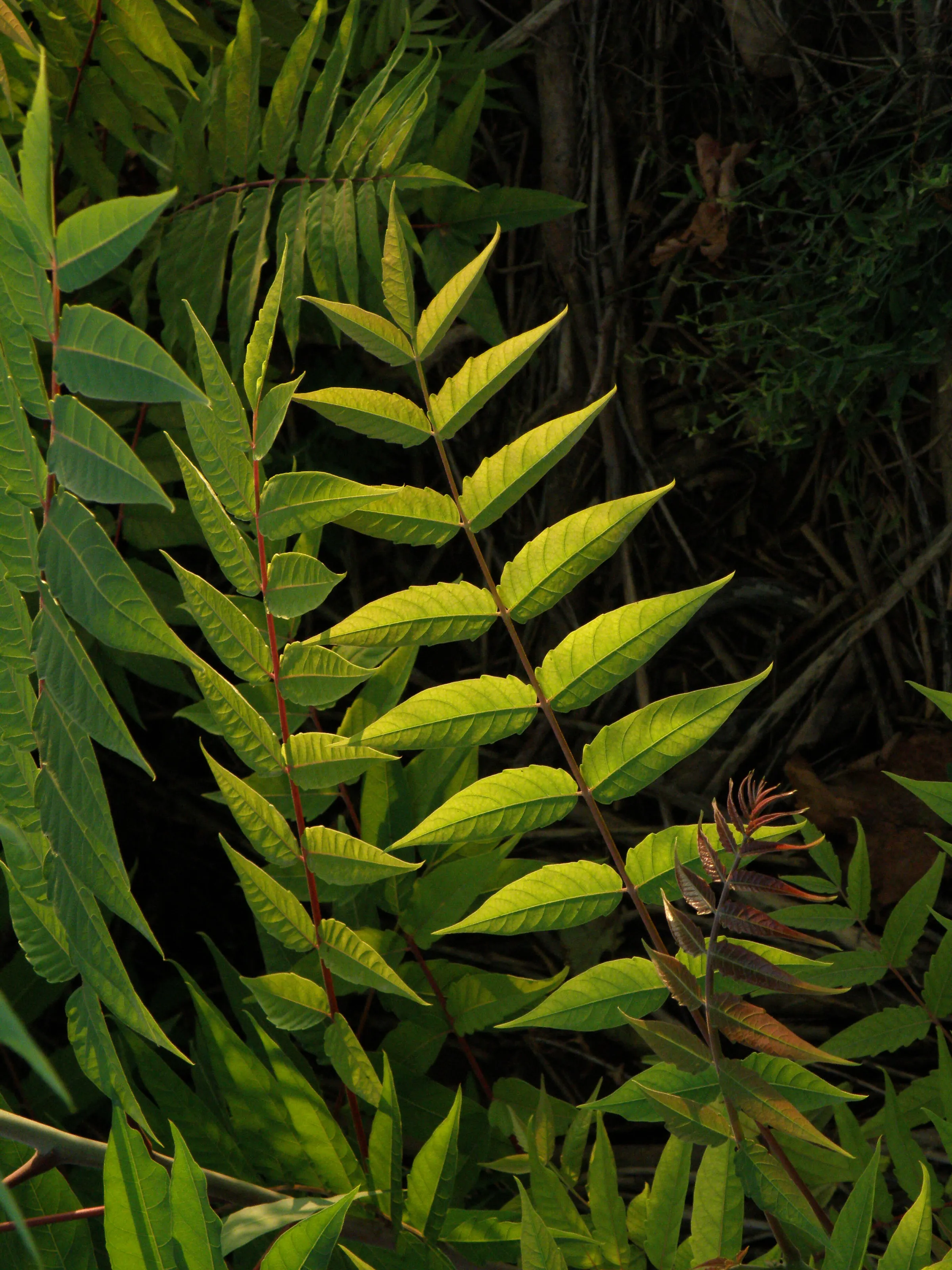 leaves