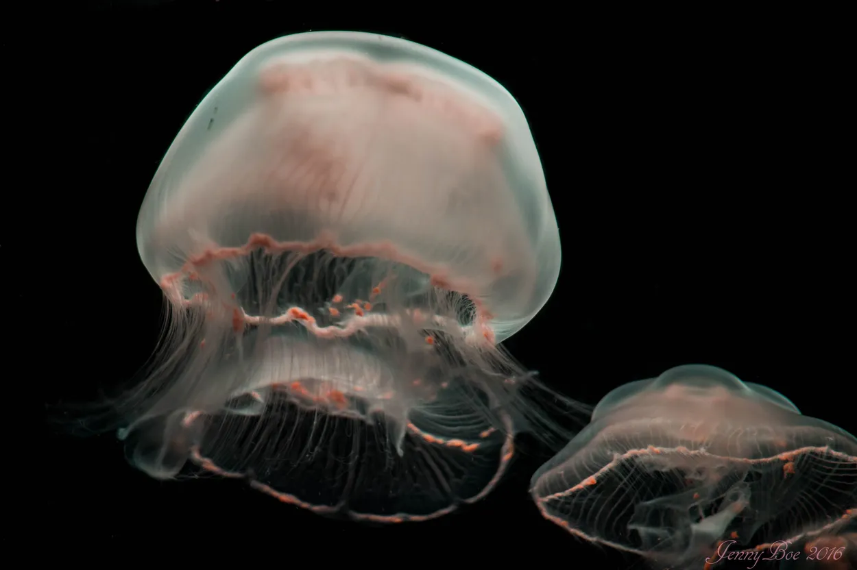 Entry 1656499