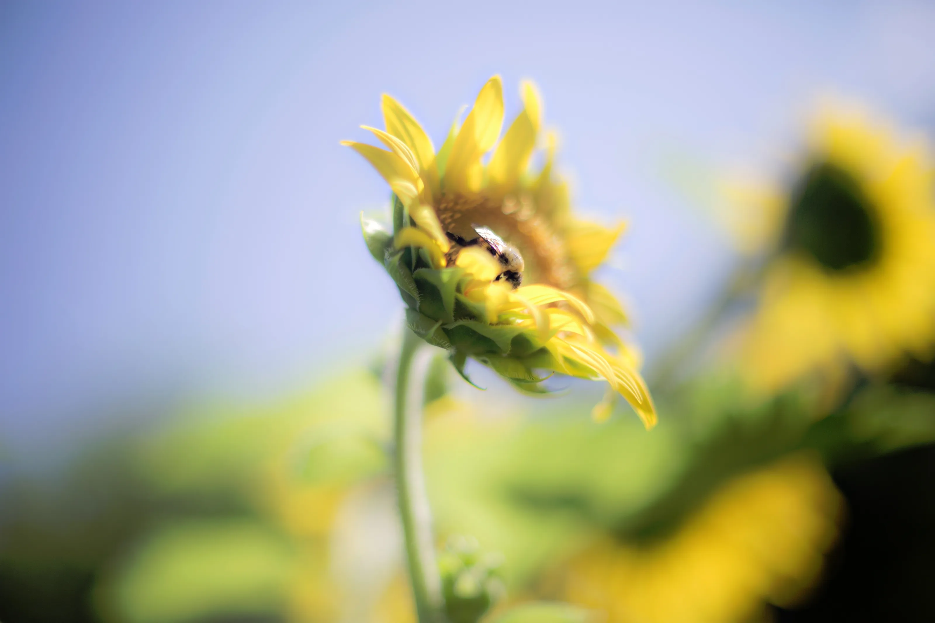dreamy sunflower