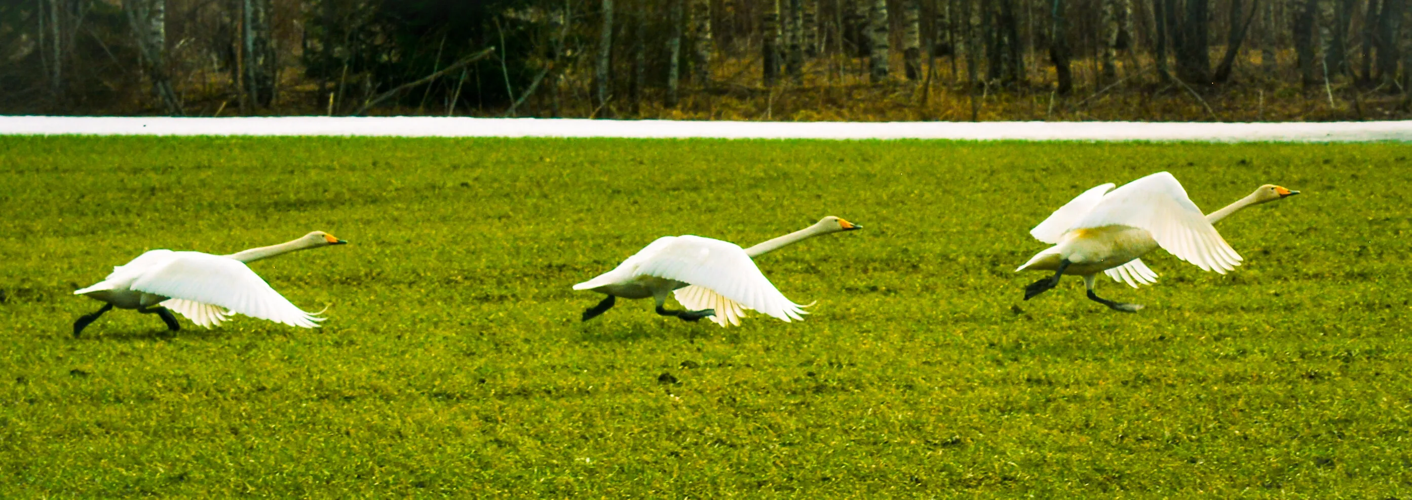 Rush at the runway