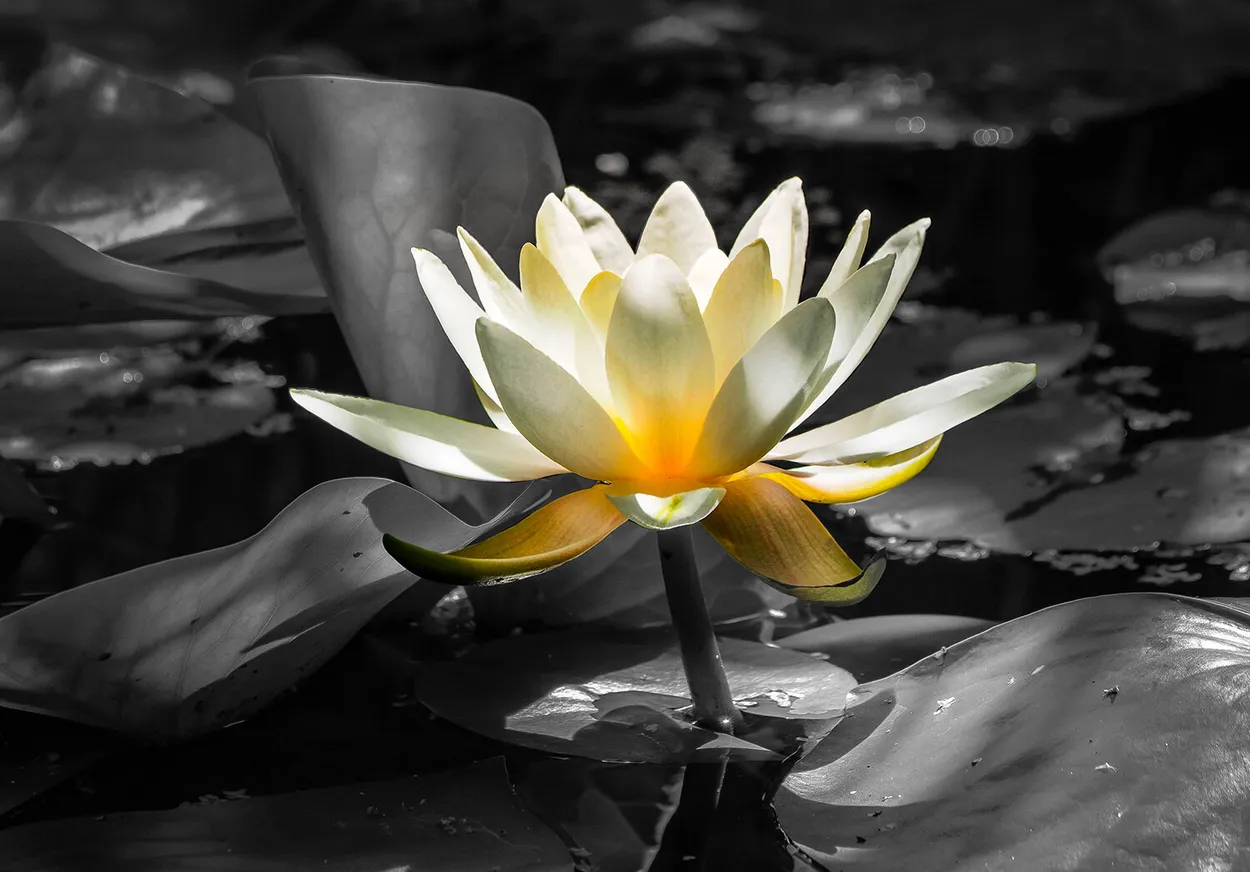Entry 4045363