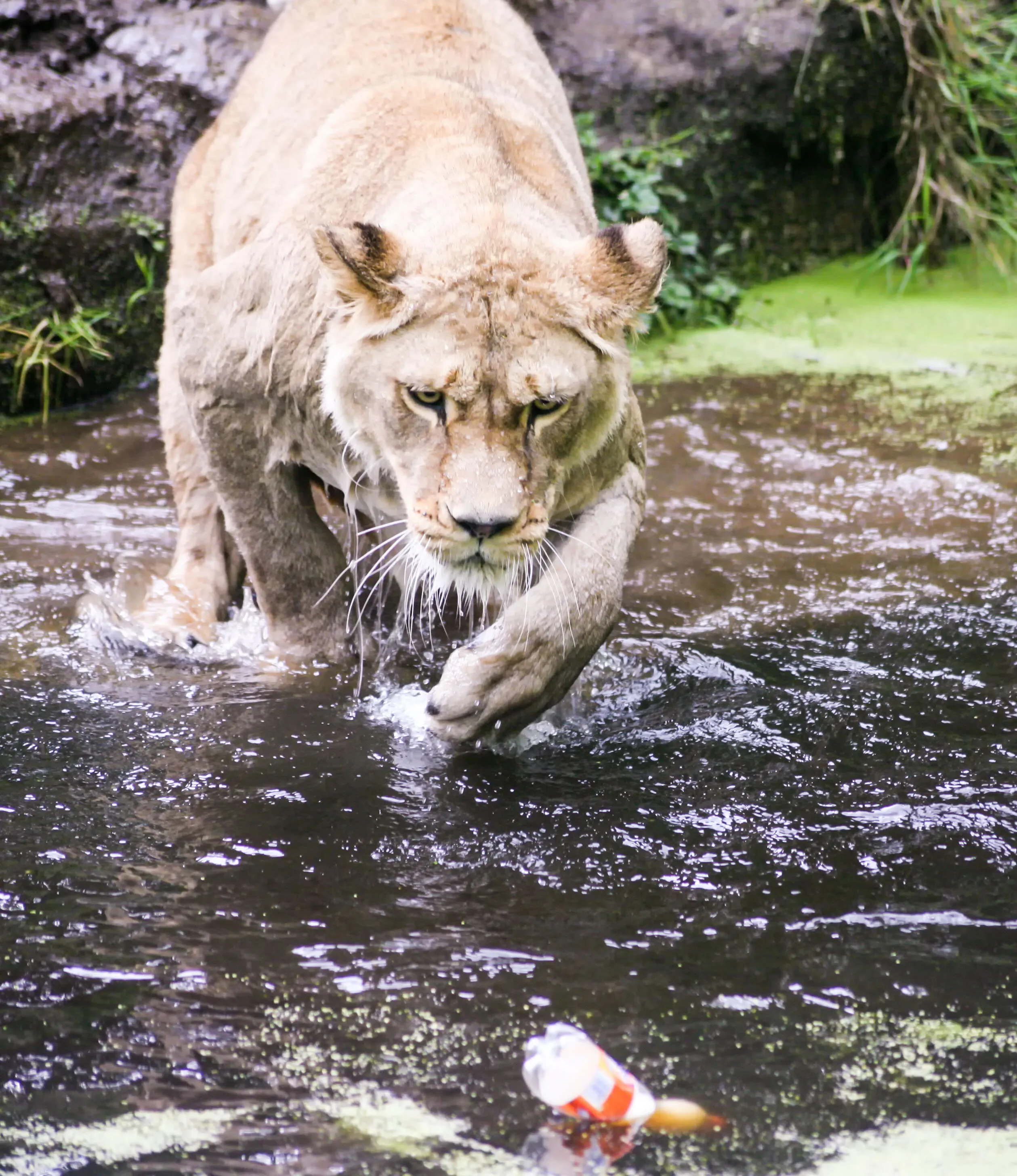 Even animals help clean the planet