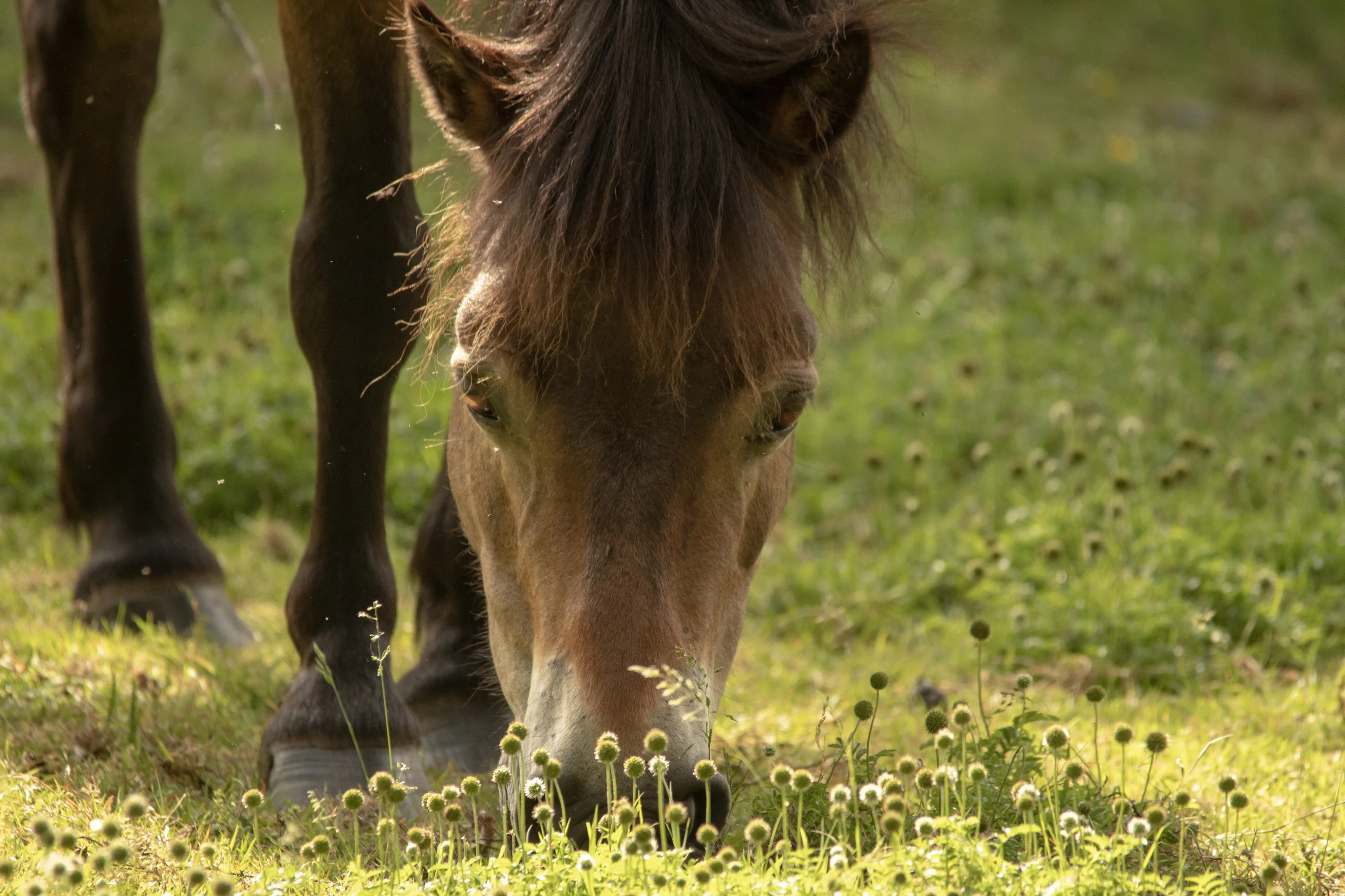 Wild pony