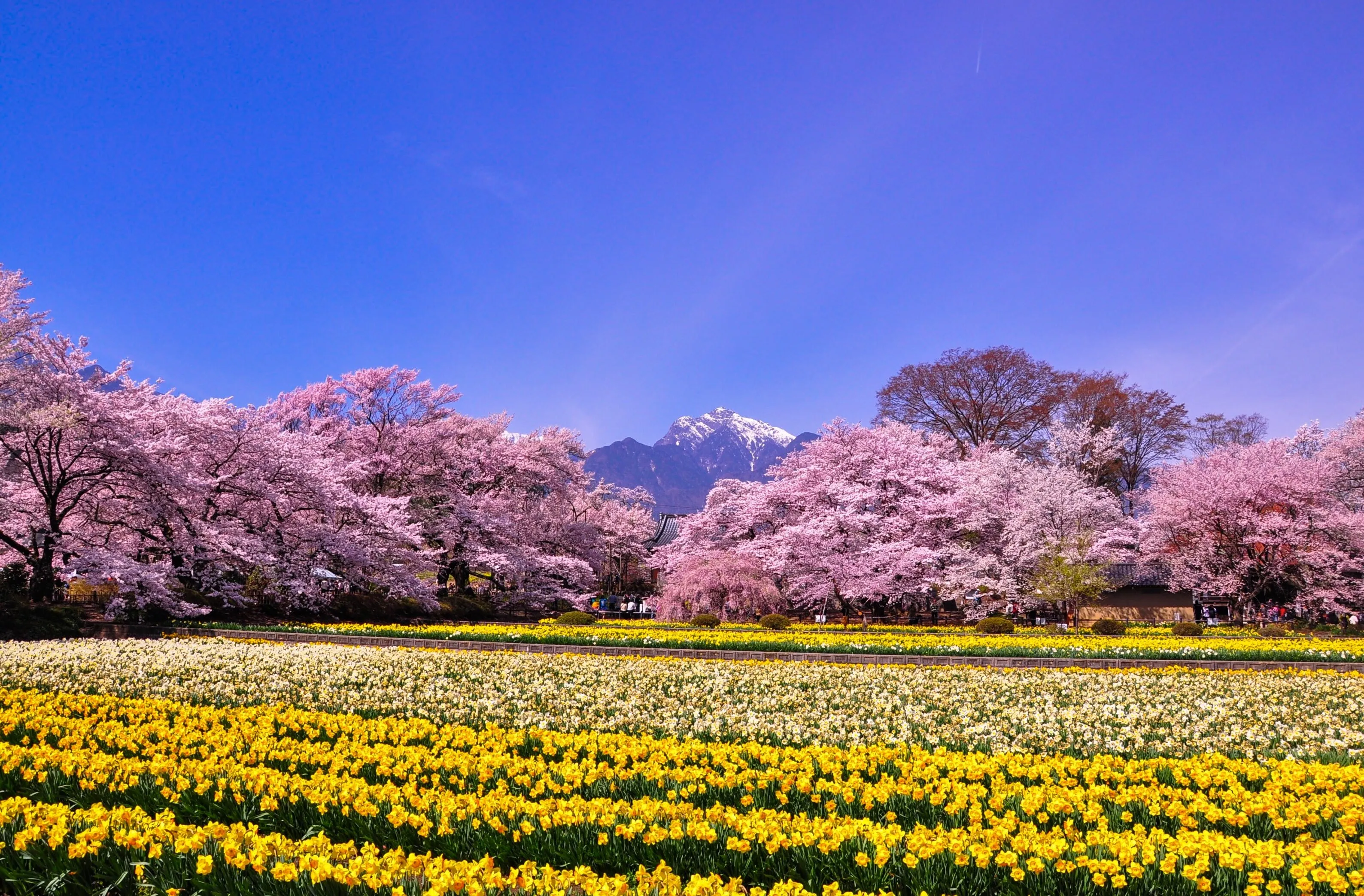 Spring Clours