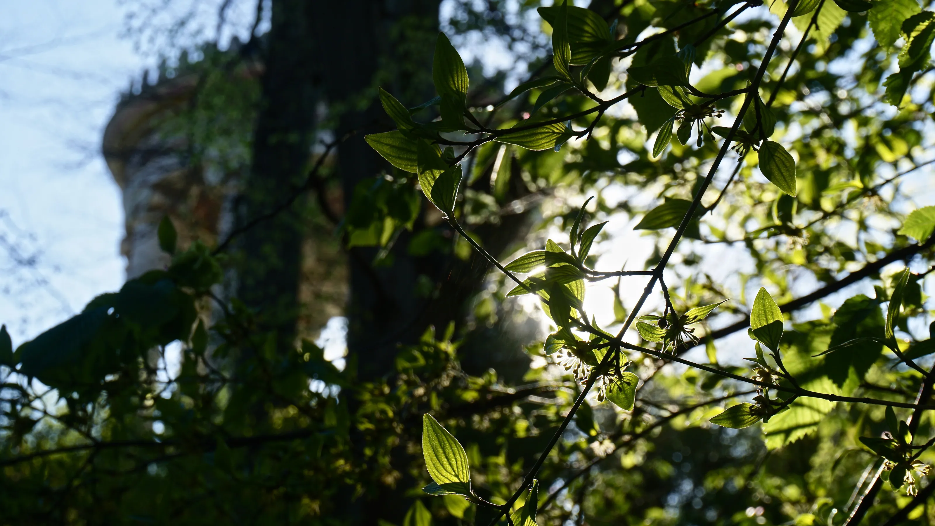 peeking through