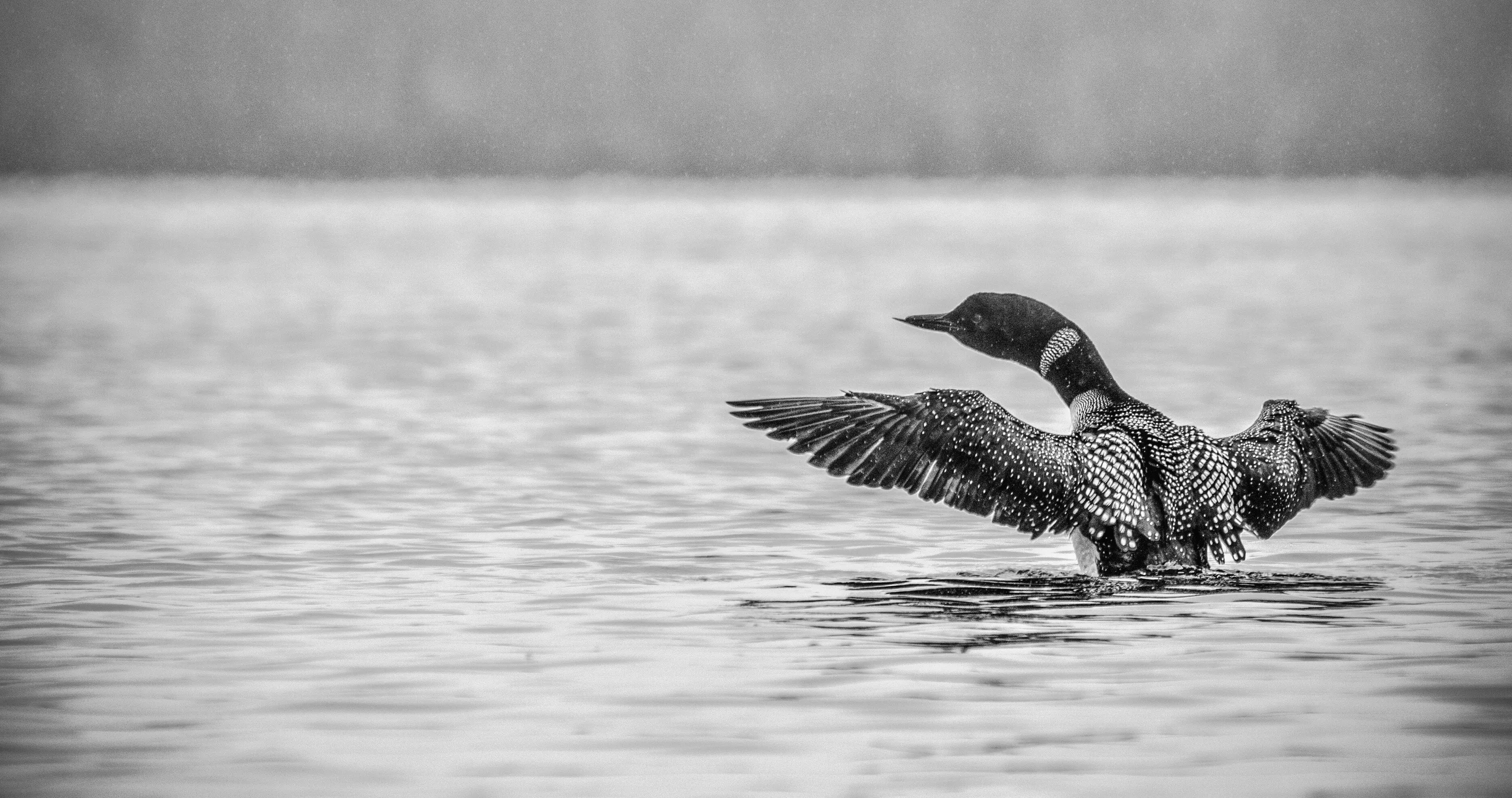 Common loon under rain