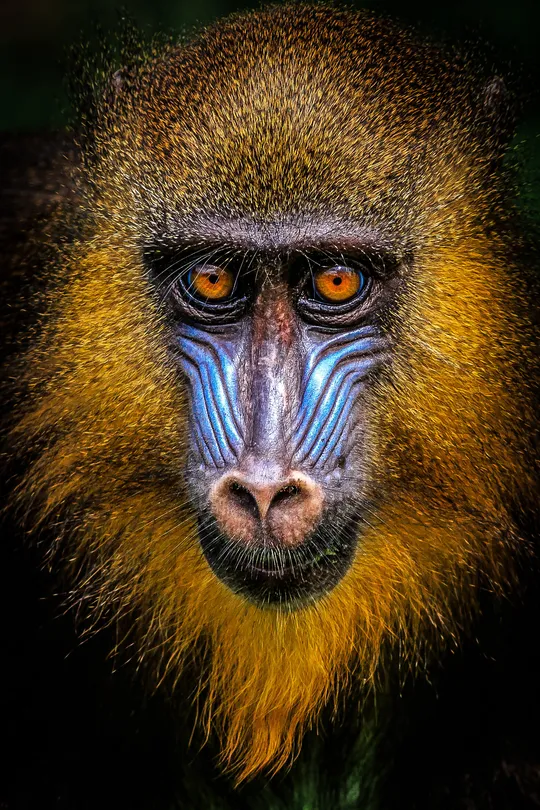Mandrill (Mandrillus sphinx)