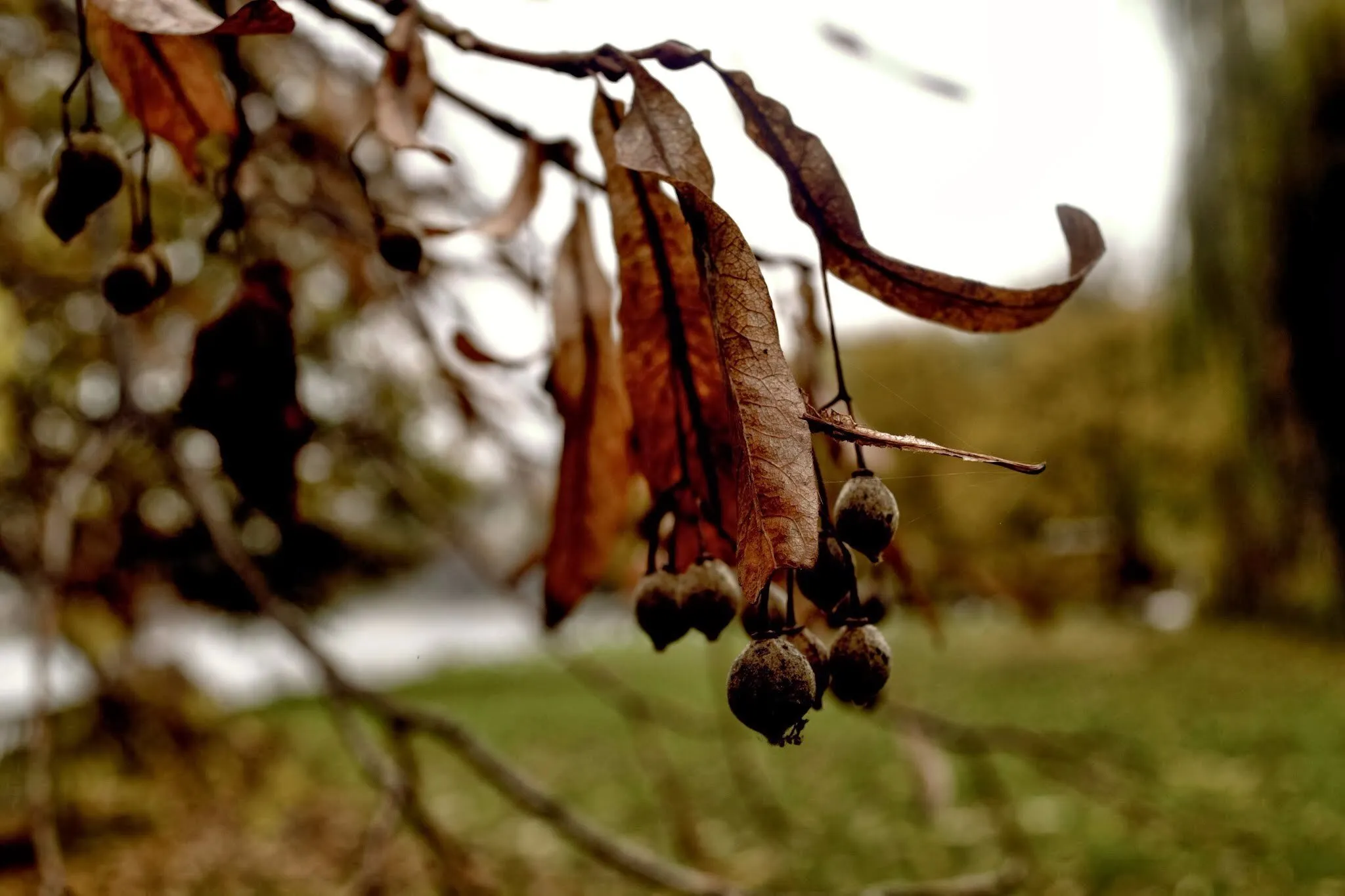 Autumn leaves
