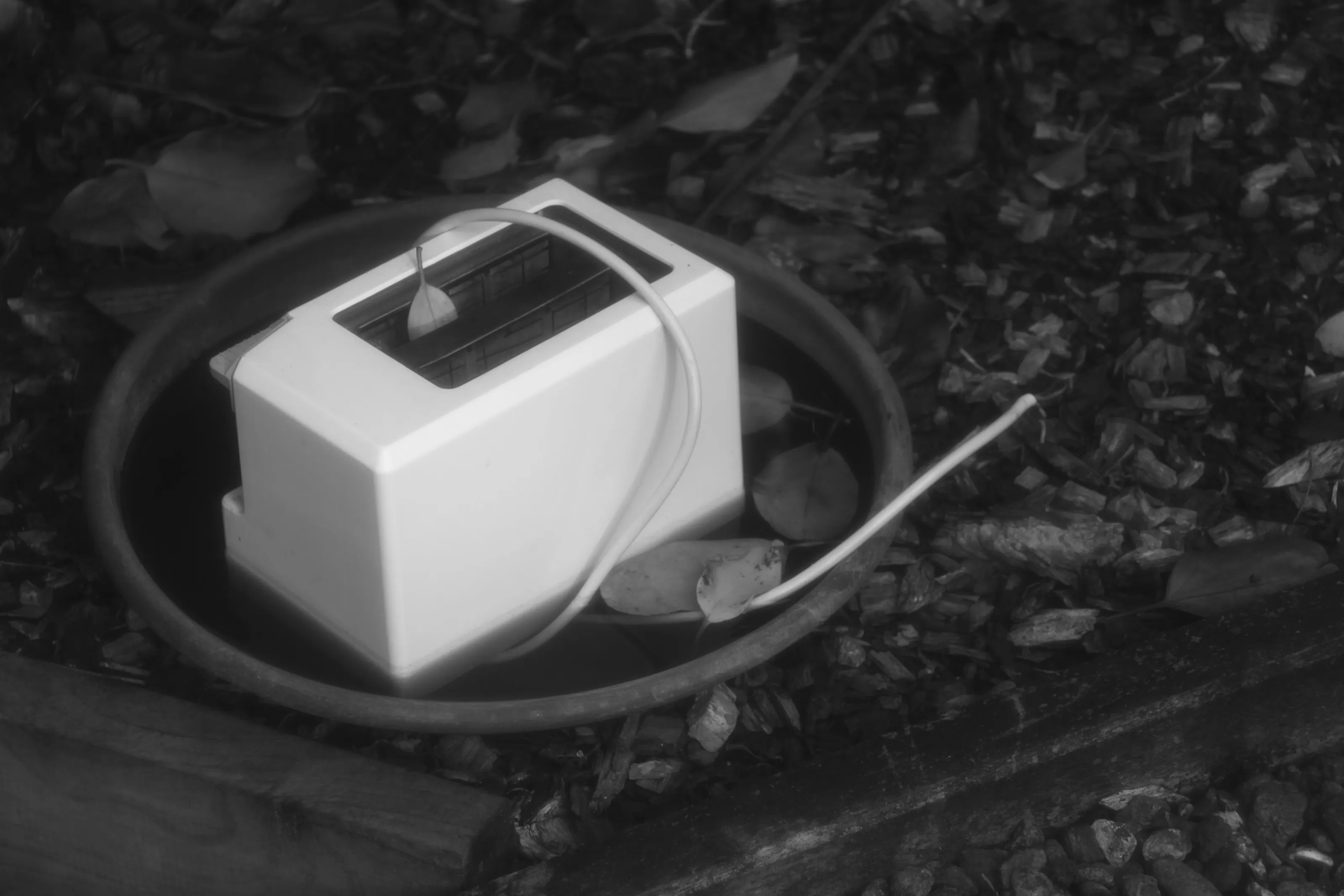 Lost leaf