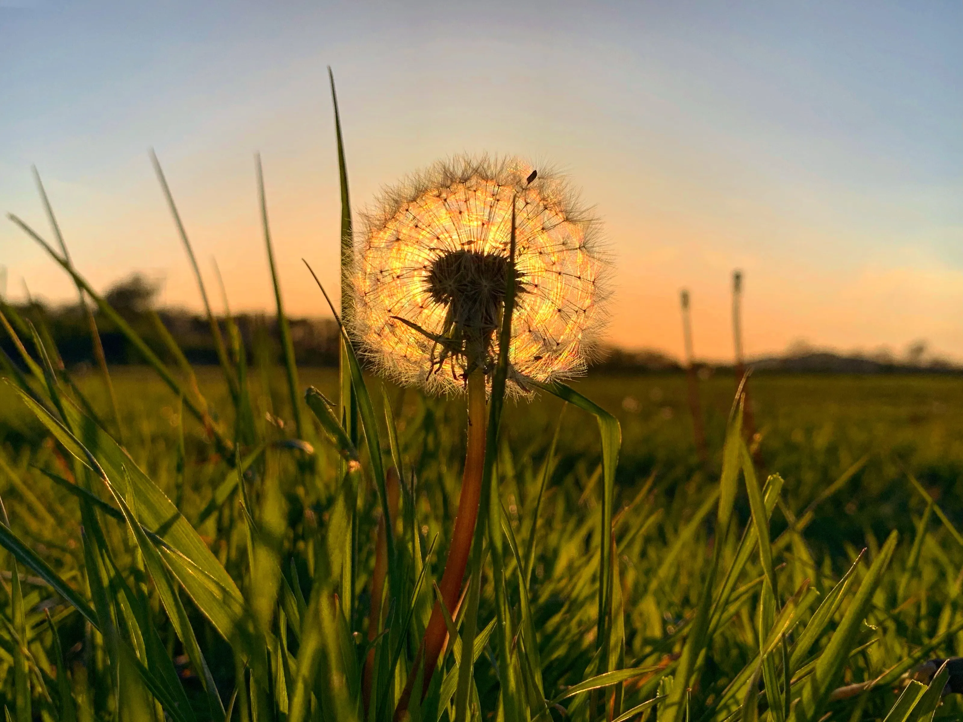 Dandelion Dusk