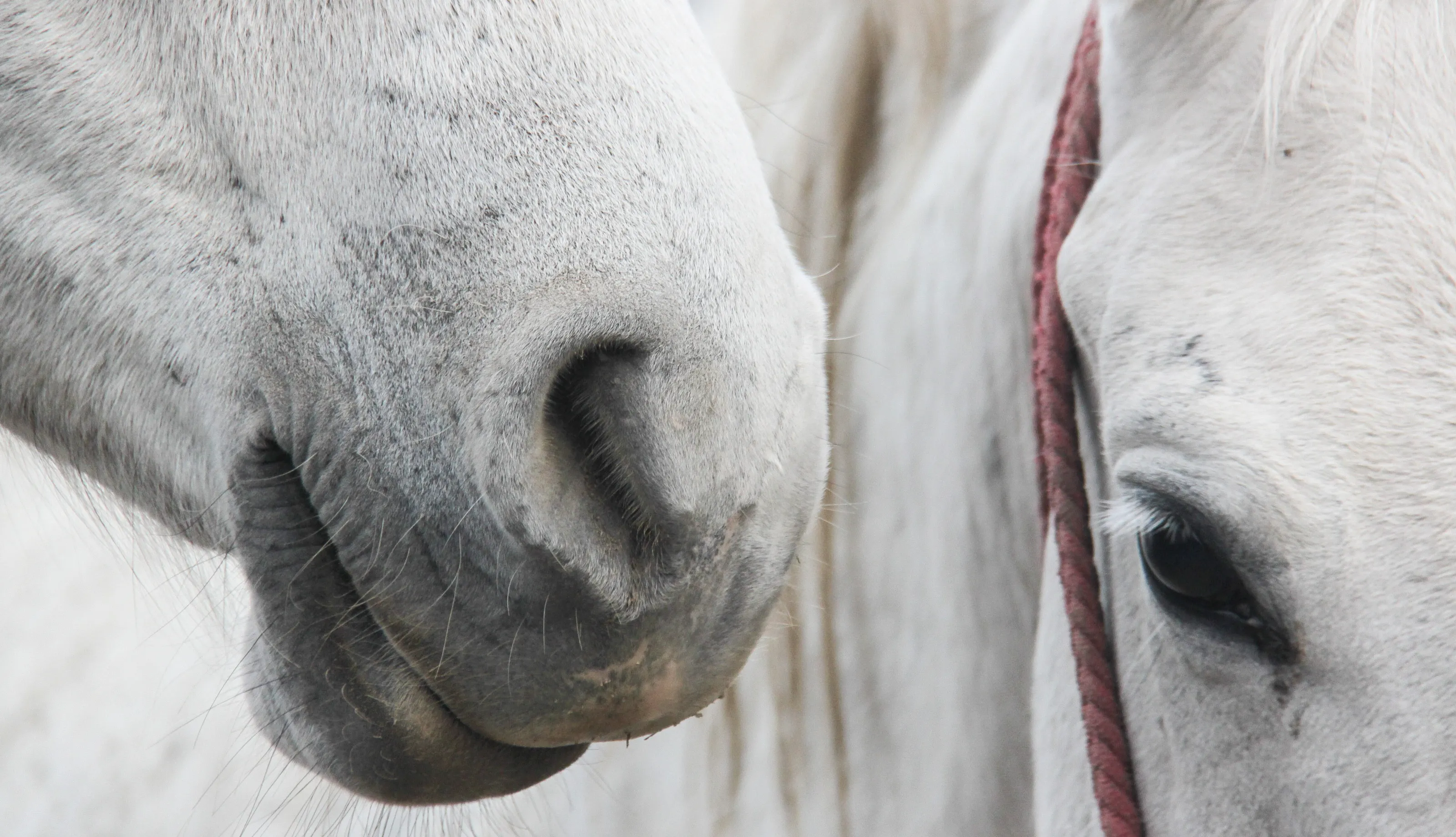 Horse whisper