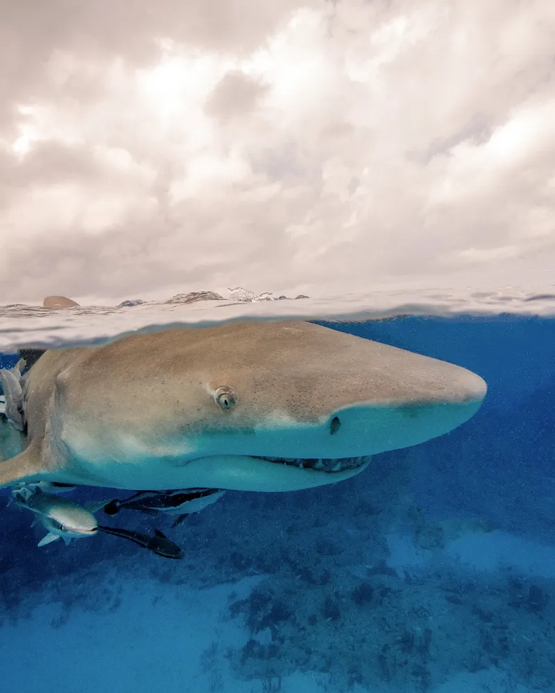 Over Under of a Lemon Shark in the Bahamas