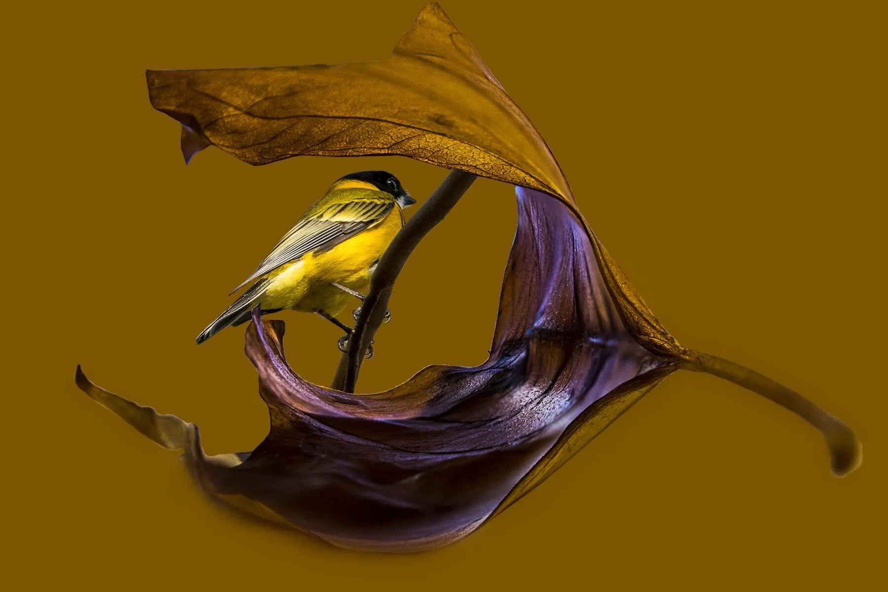 Banner image