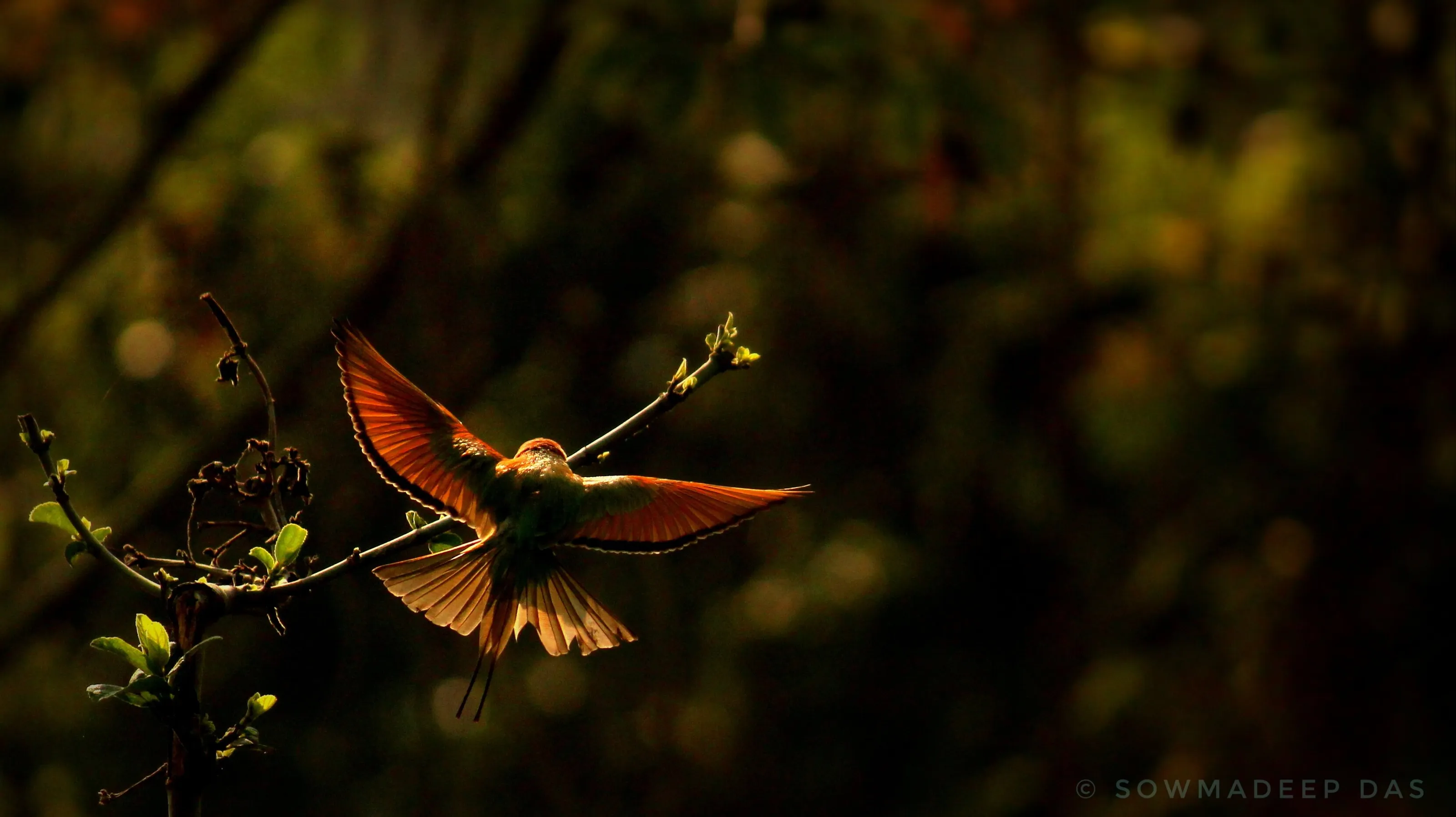 lets sit for a while - green bee eater